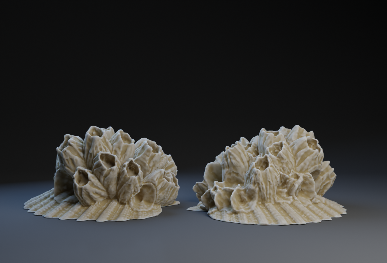 Barnacles and Shell
