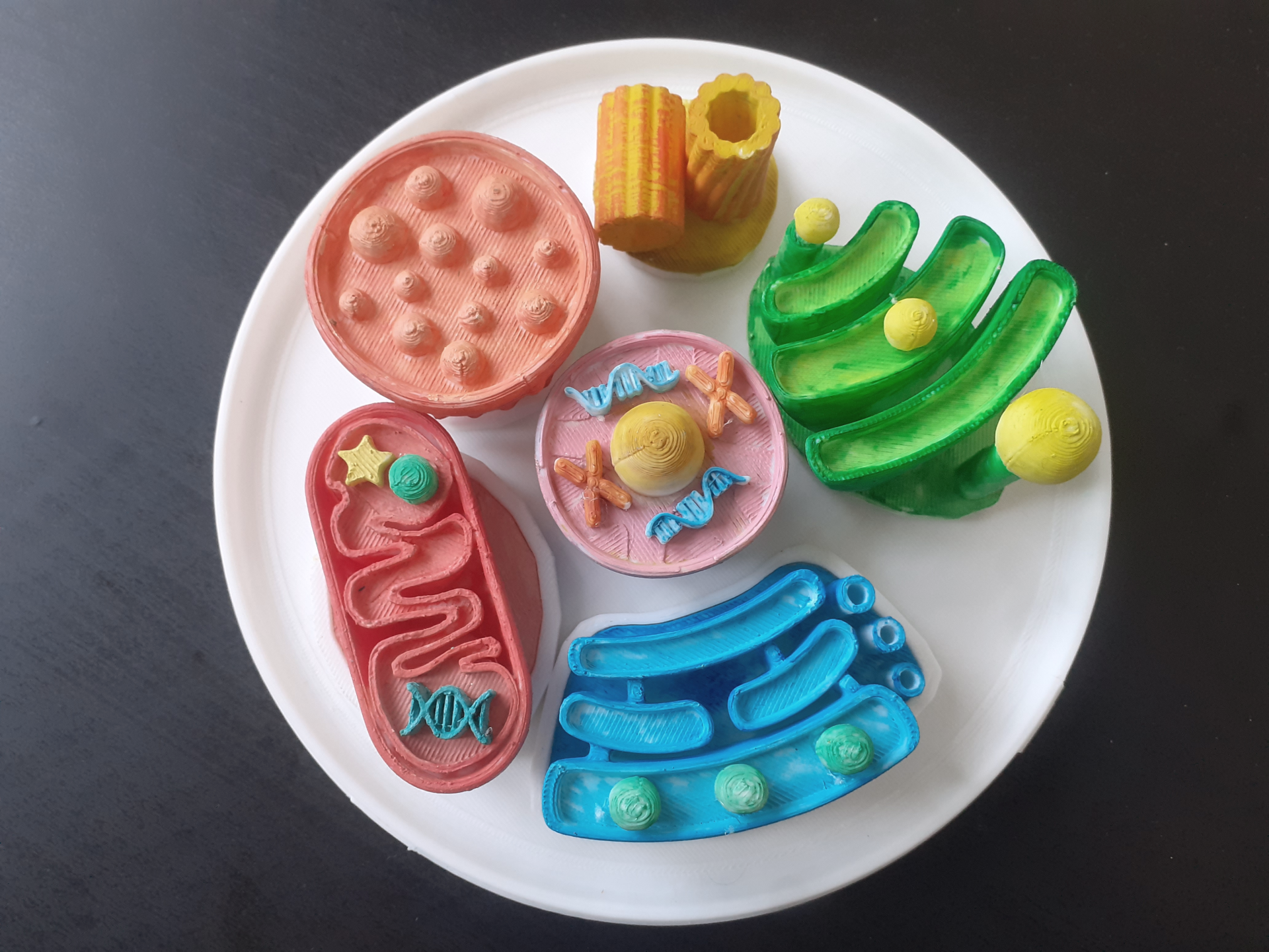 Miniatura 2 do modelo 3D Eukaryotic Cell Model