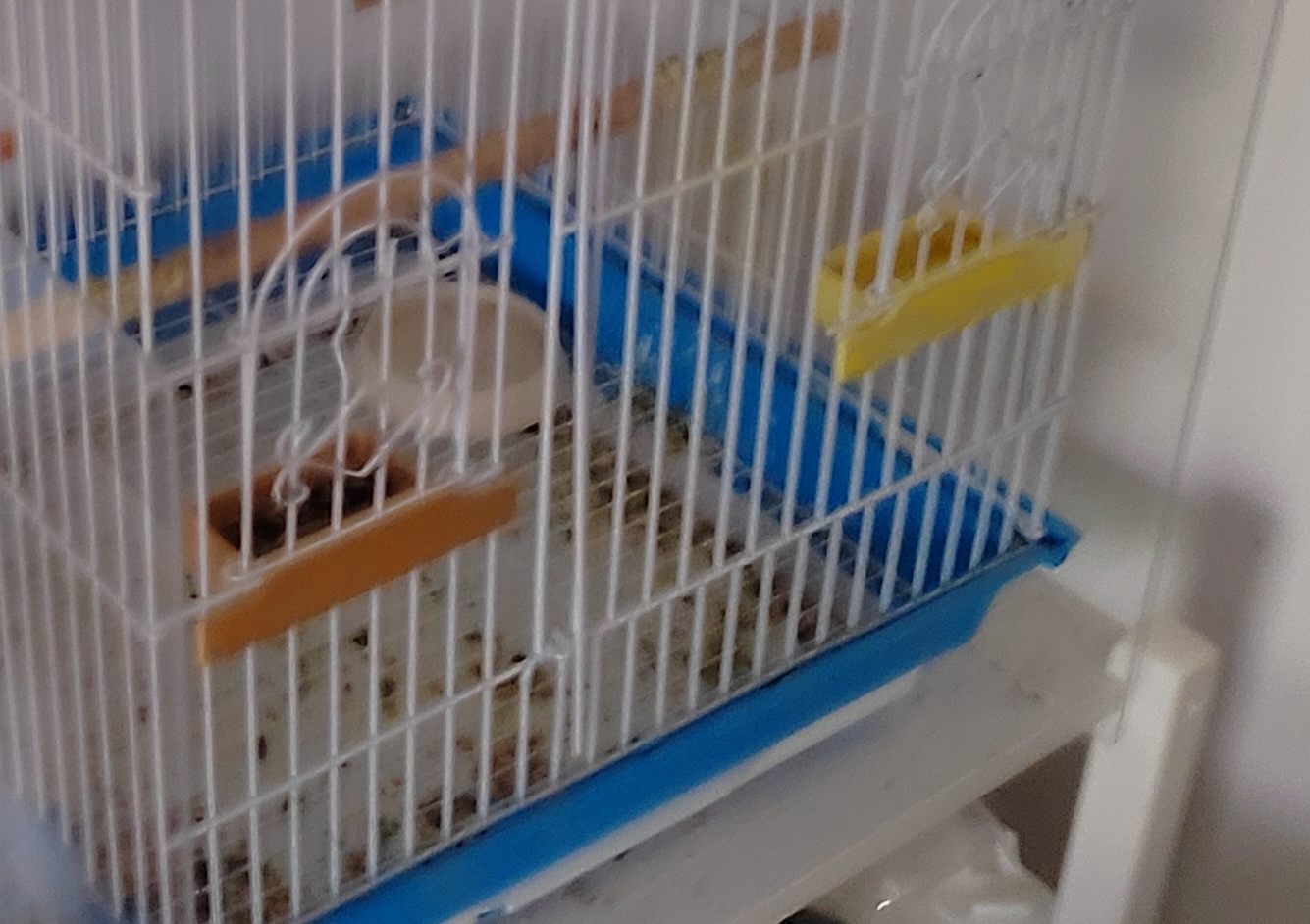 Bird cage bowl
