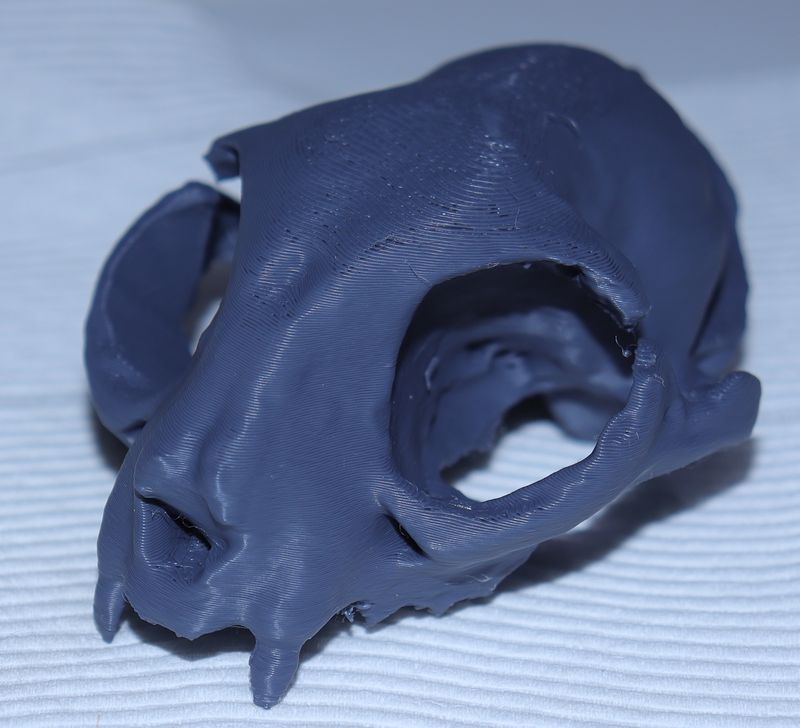 Feral Cat Skull