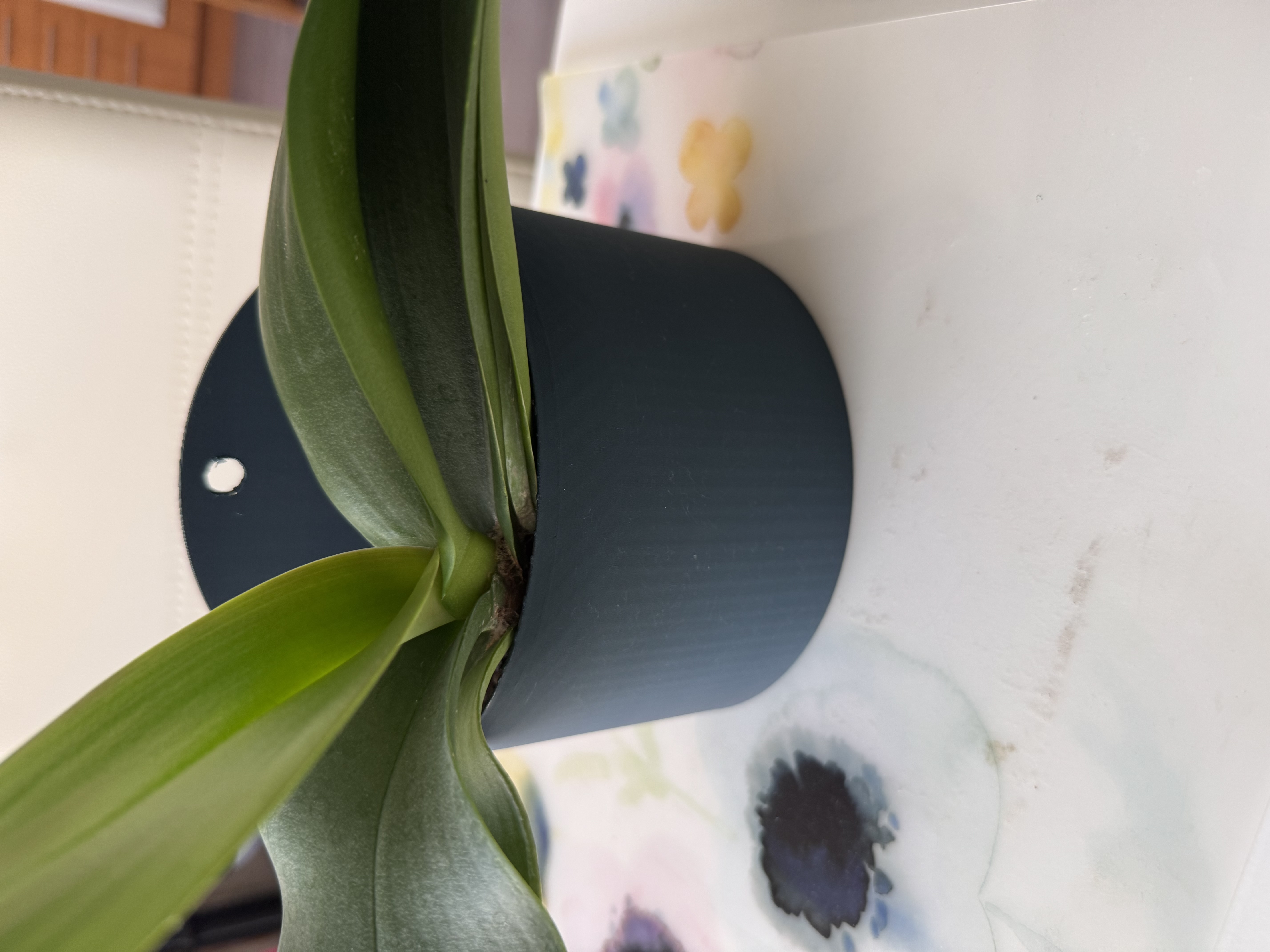 orchid pot