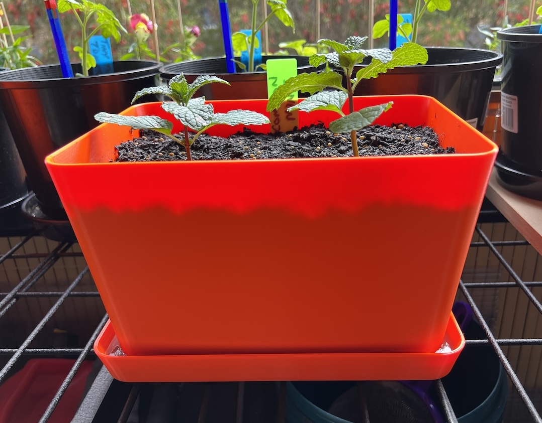 Herb Planter Box & Tray
