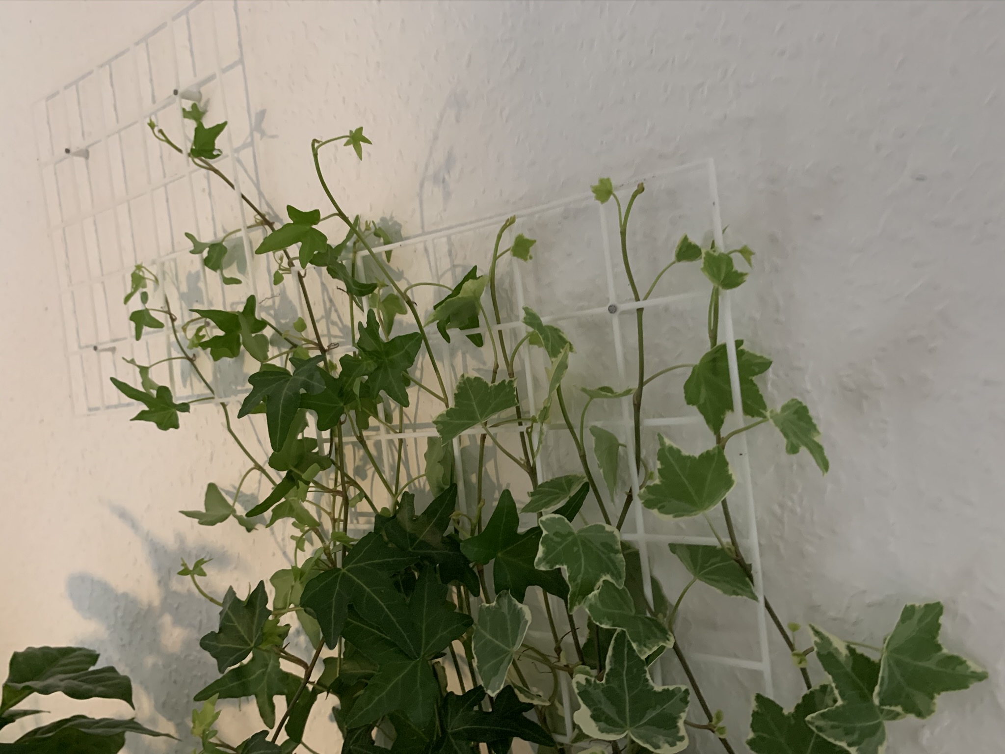 Plant grid for walls