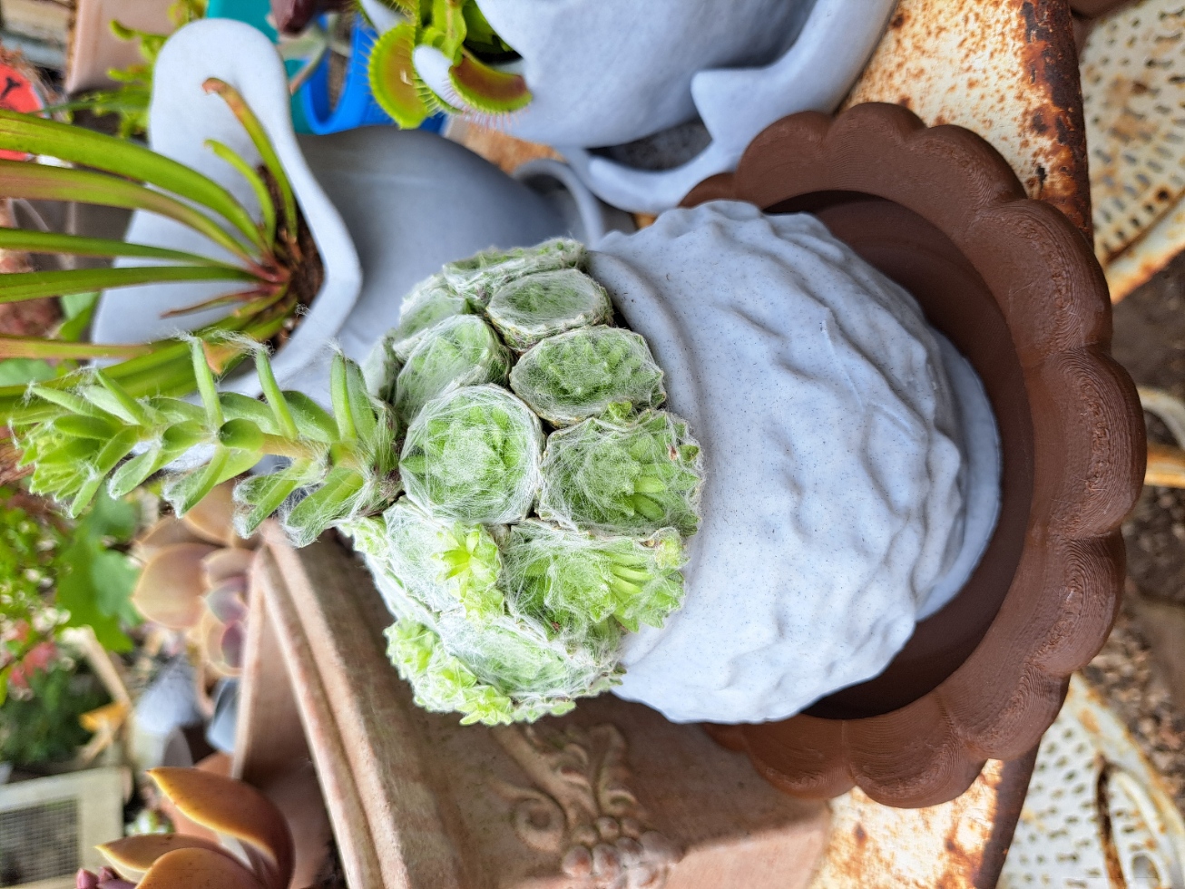 Pot plante