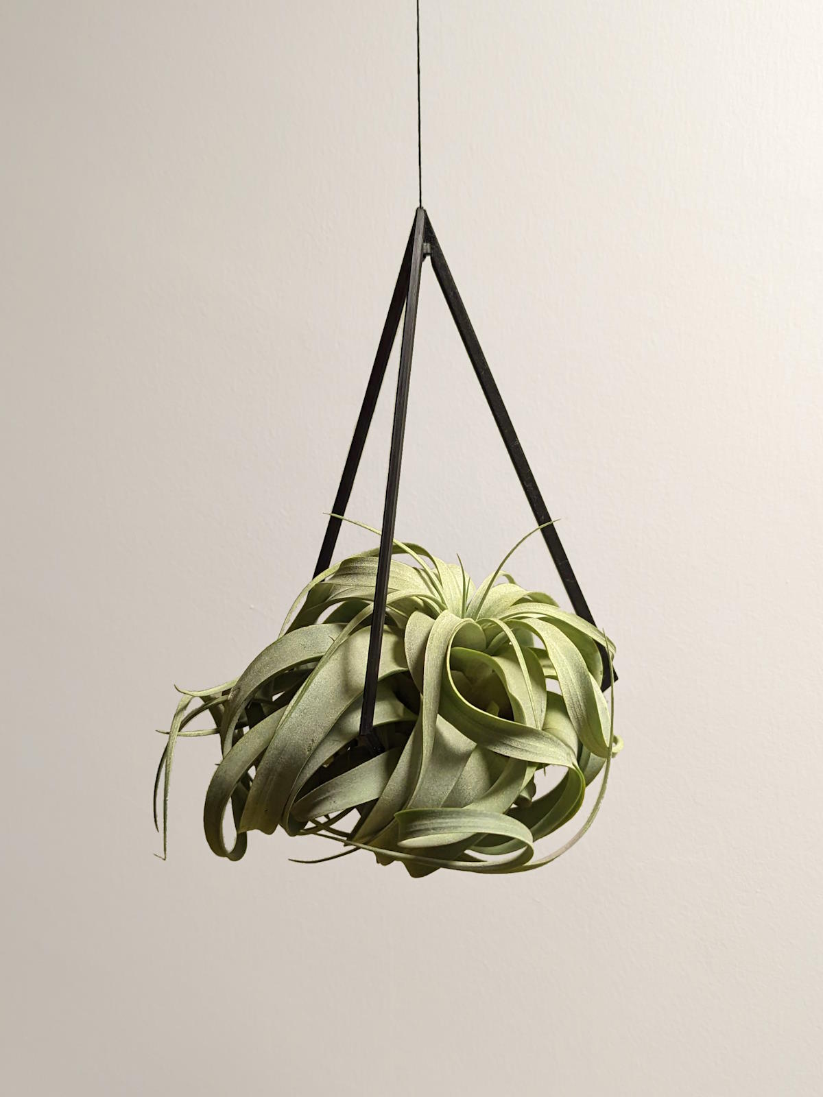 Tillandsia Air Plant Hanger