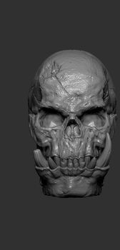 gorilla skull