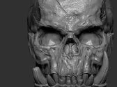 gorilla skull