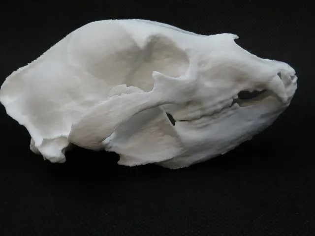 Black Bear Skull