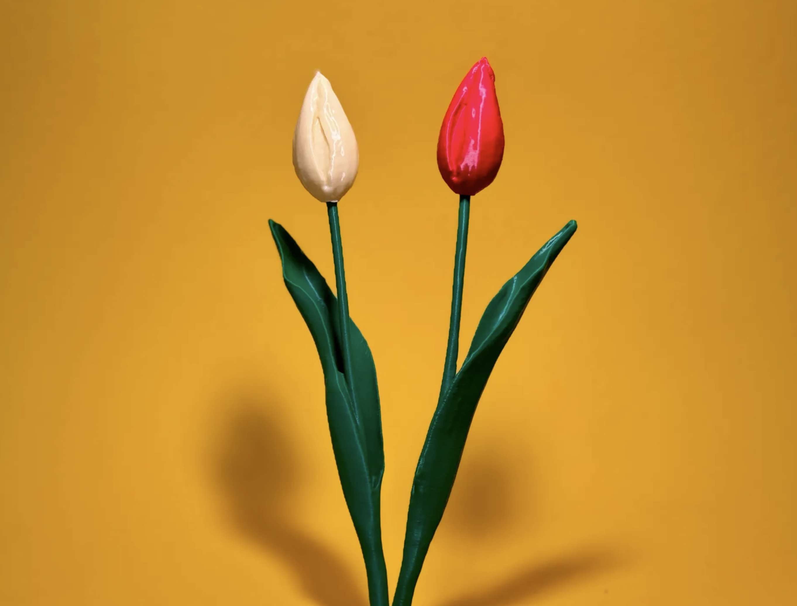 scanned closed Tulip