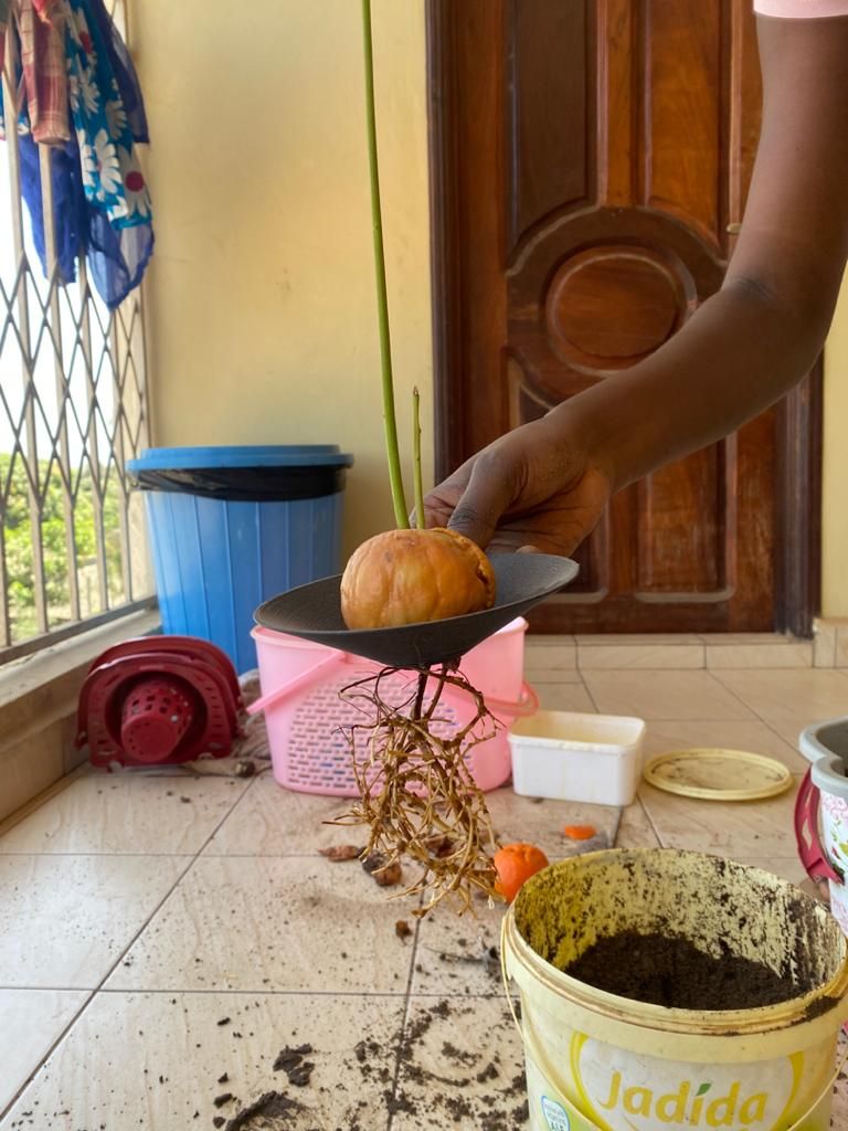 Avocado Planter
