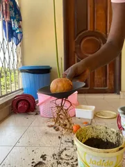 Avocado Planter