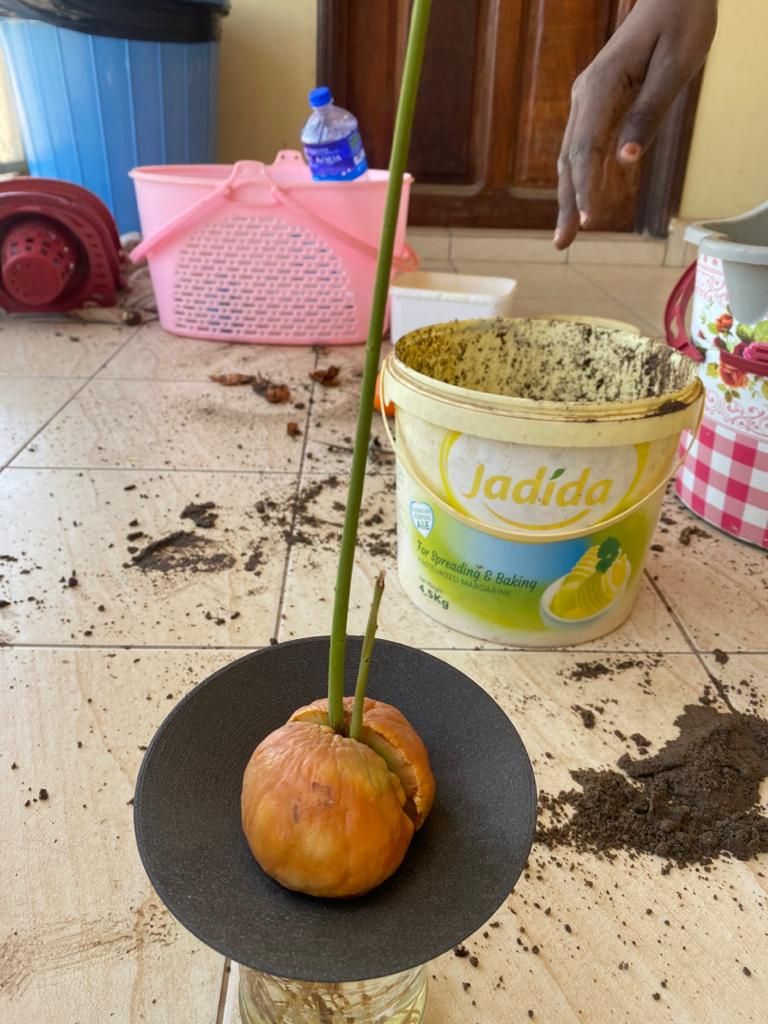 Miniatura 2 do modelo 3D Avocado Planter