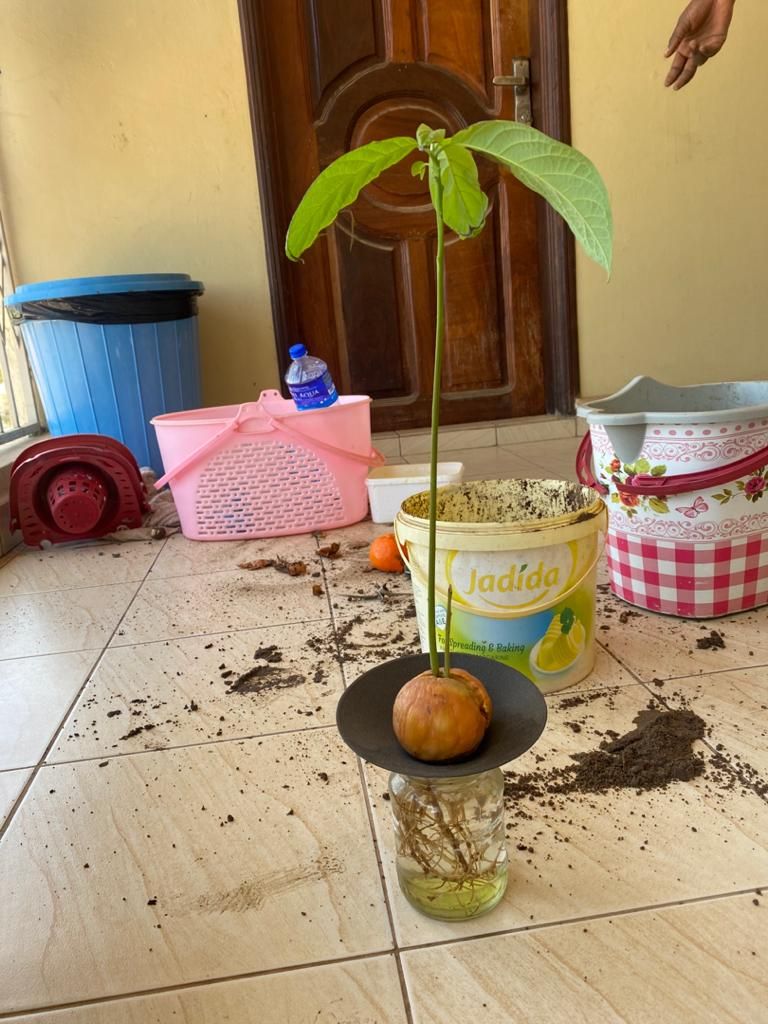 Miniatura 4 do modelo 3D Avocado Planter