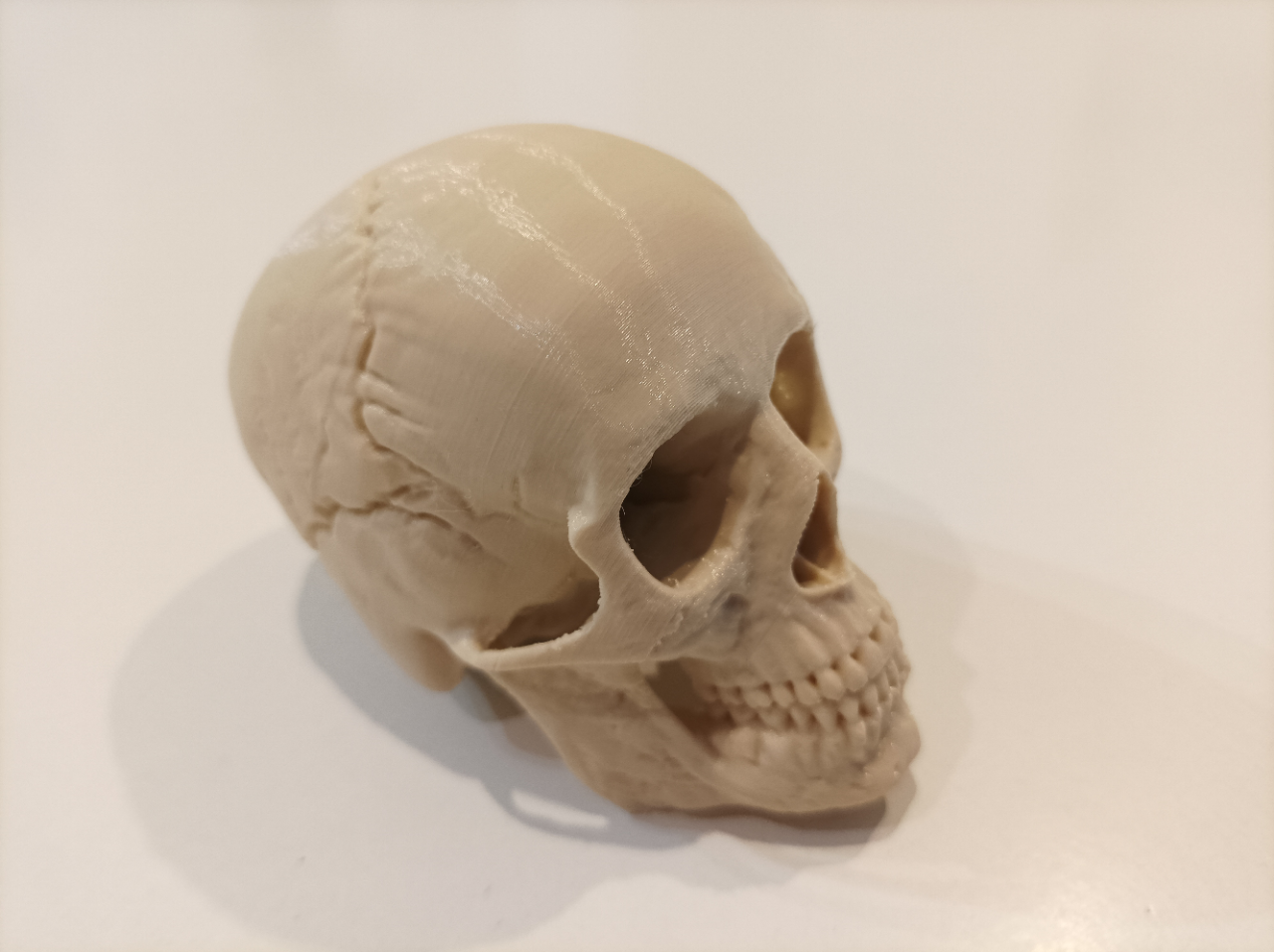 Human Skull