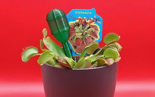 Indoor plants - mini water barrel