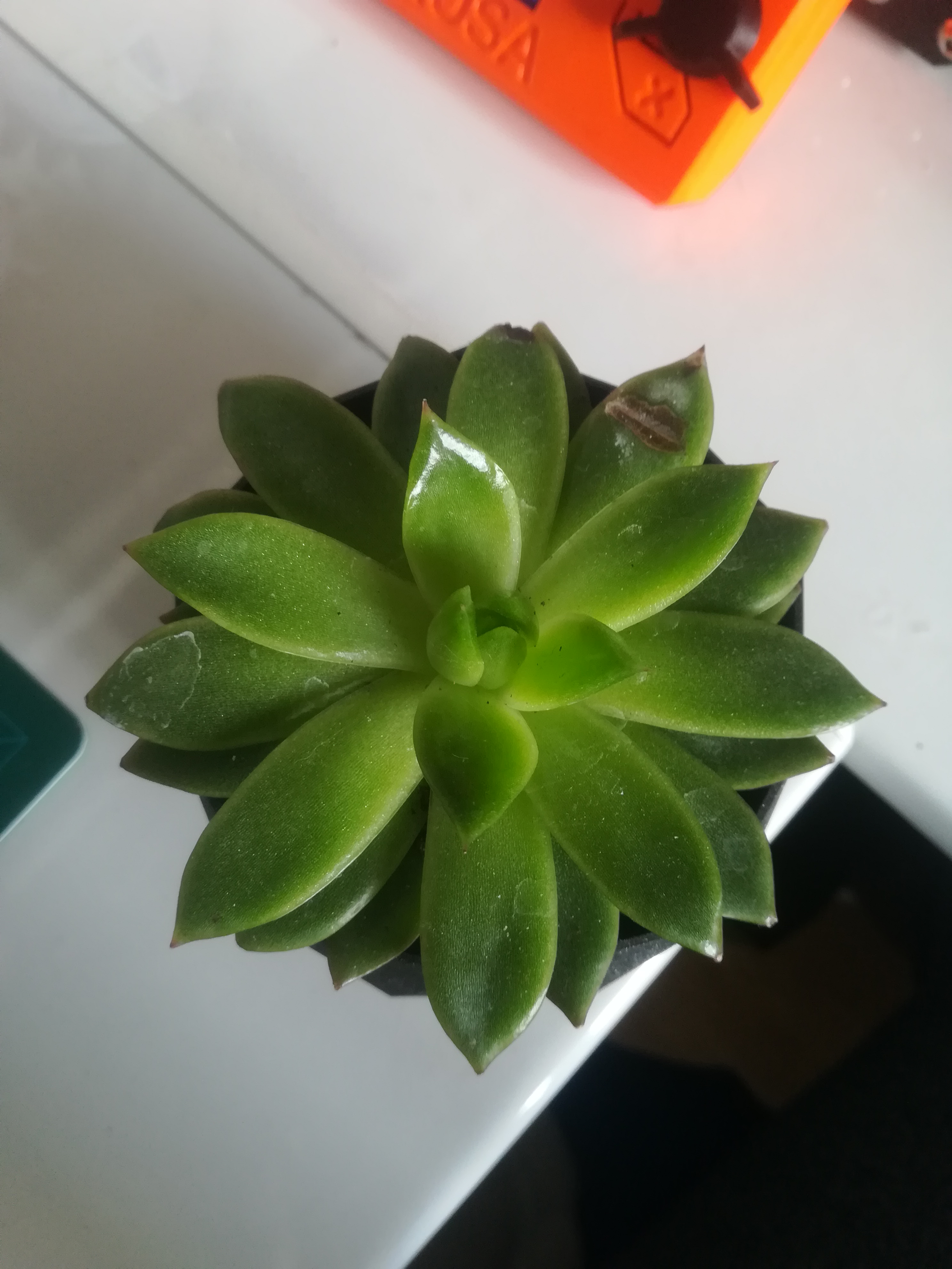 Miniatura 3 do modelo 3D Geometric succulent pot