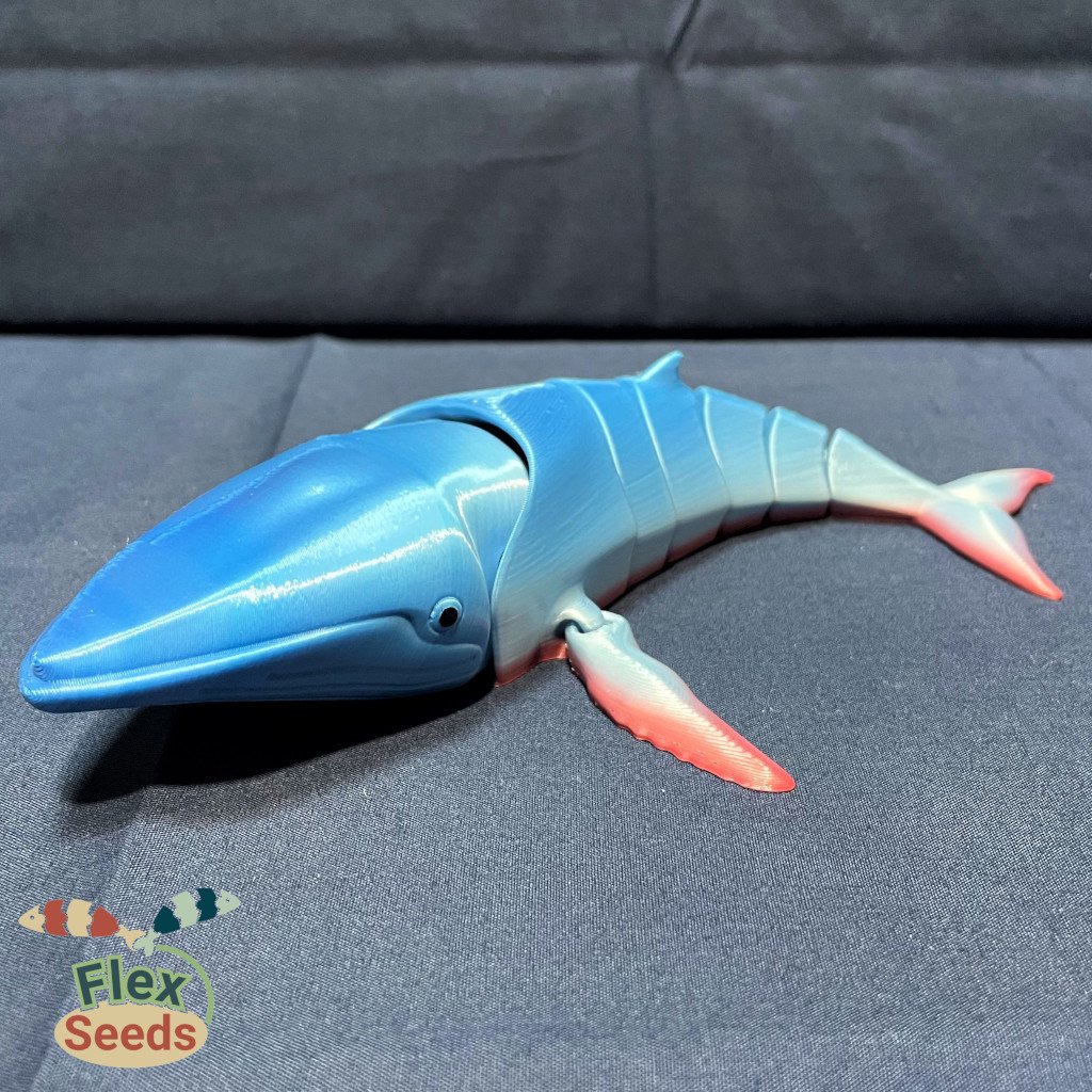 Flexi Humpback Whale (print-in-place) by 3D_Flexseeds | Download free ...