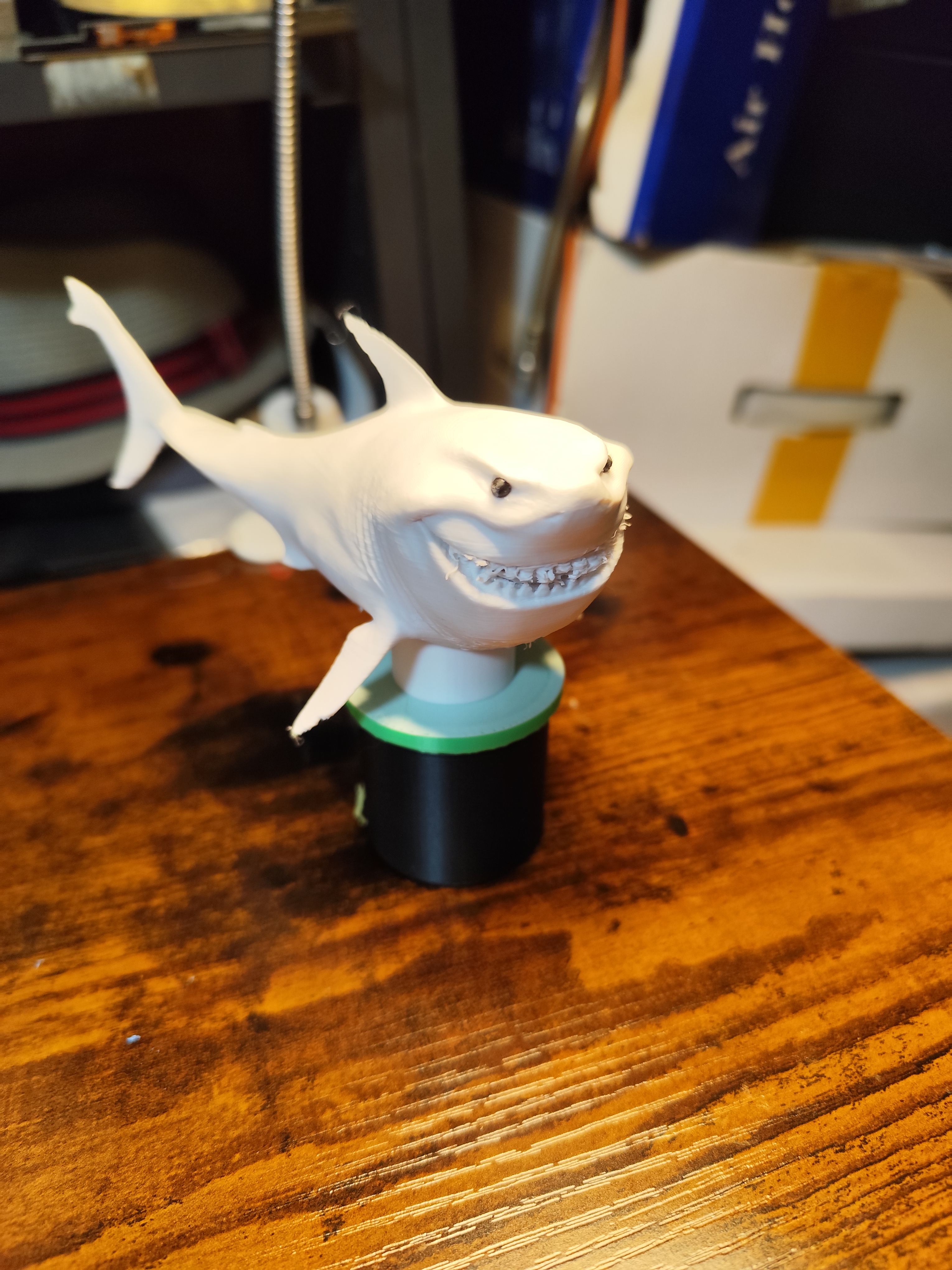 great white shark model