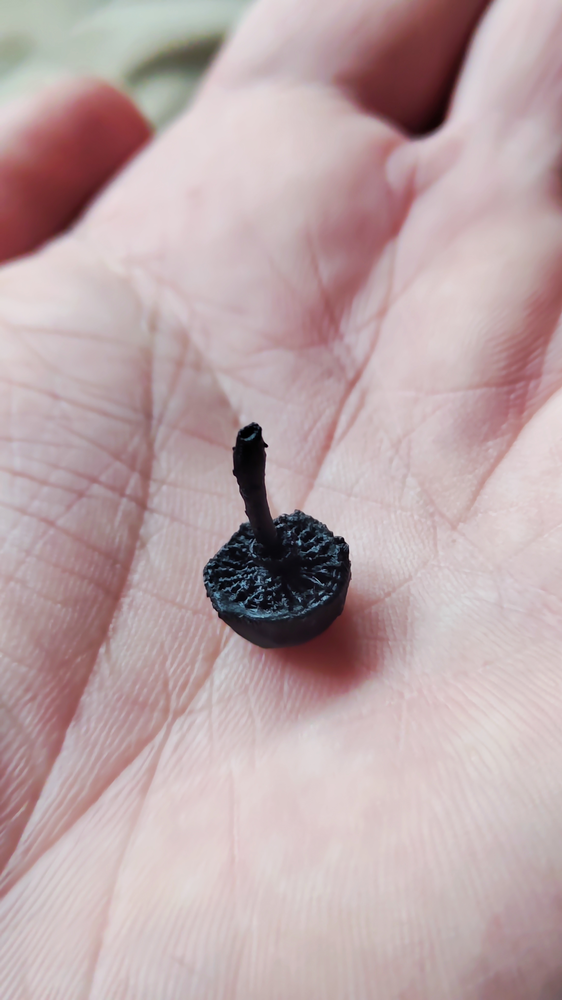 mini mushroom