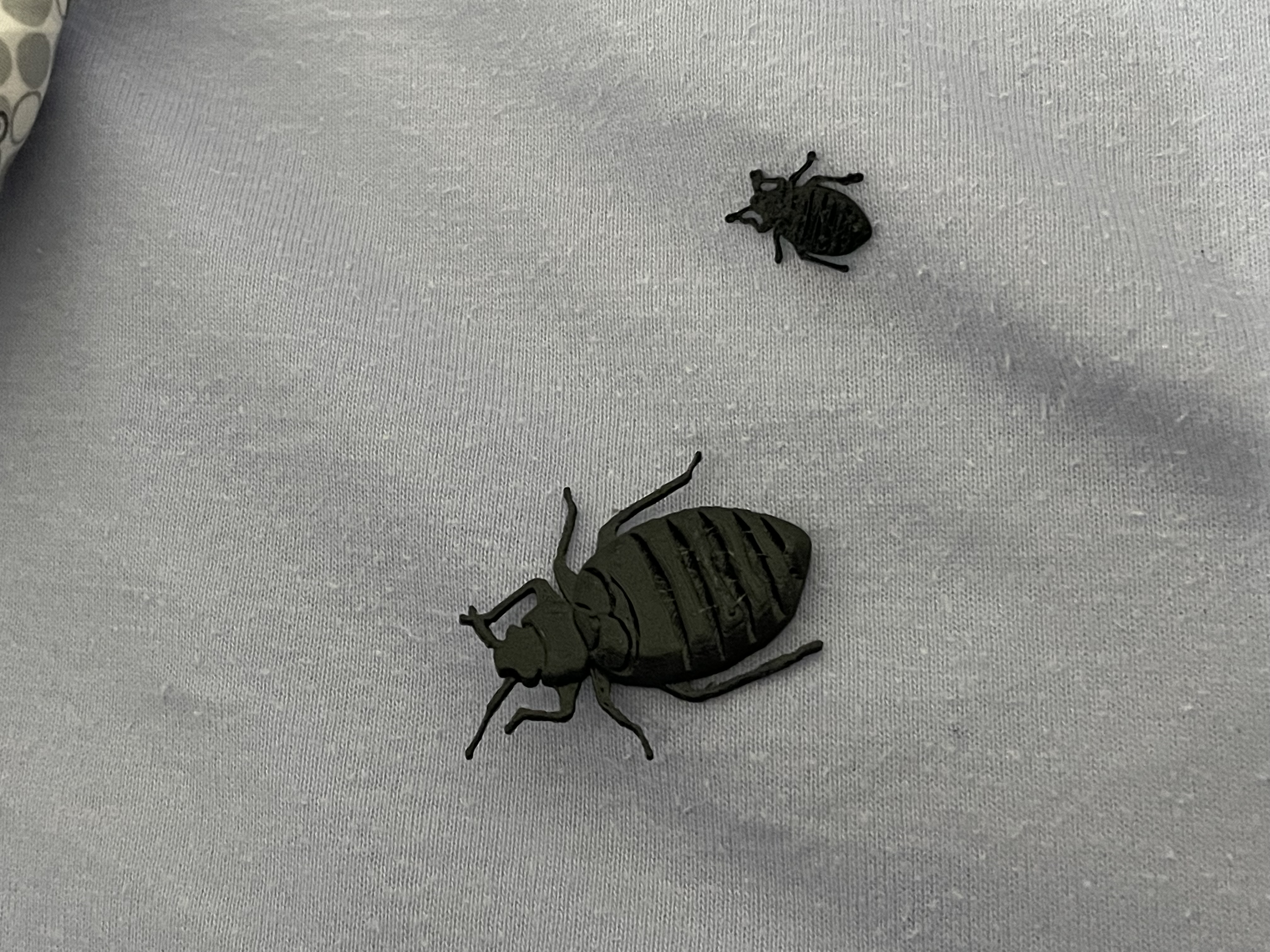 Bed bug - Punaise de lit