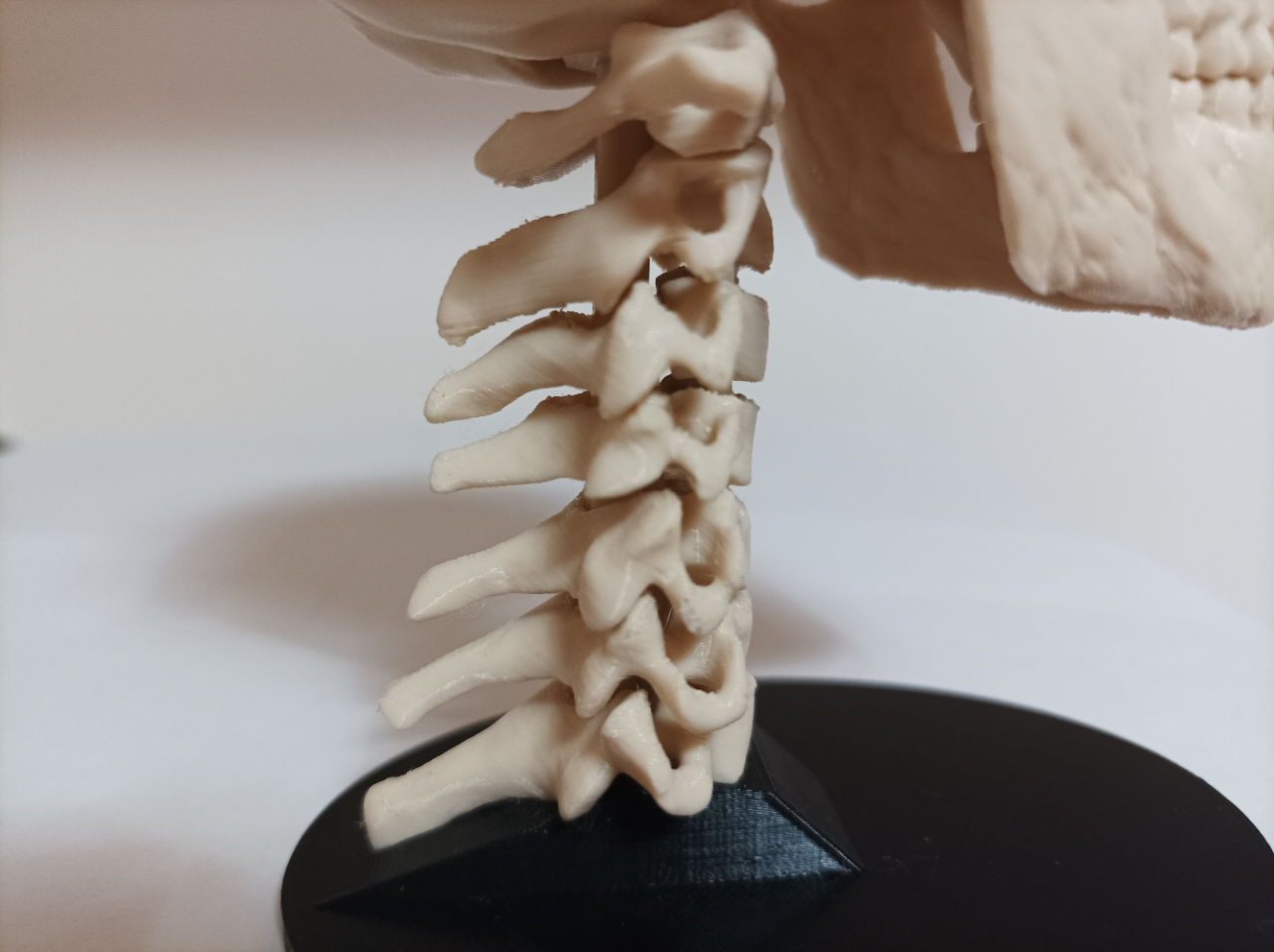 Flexible C1-C7 Spine Model