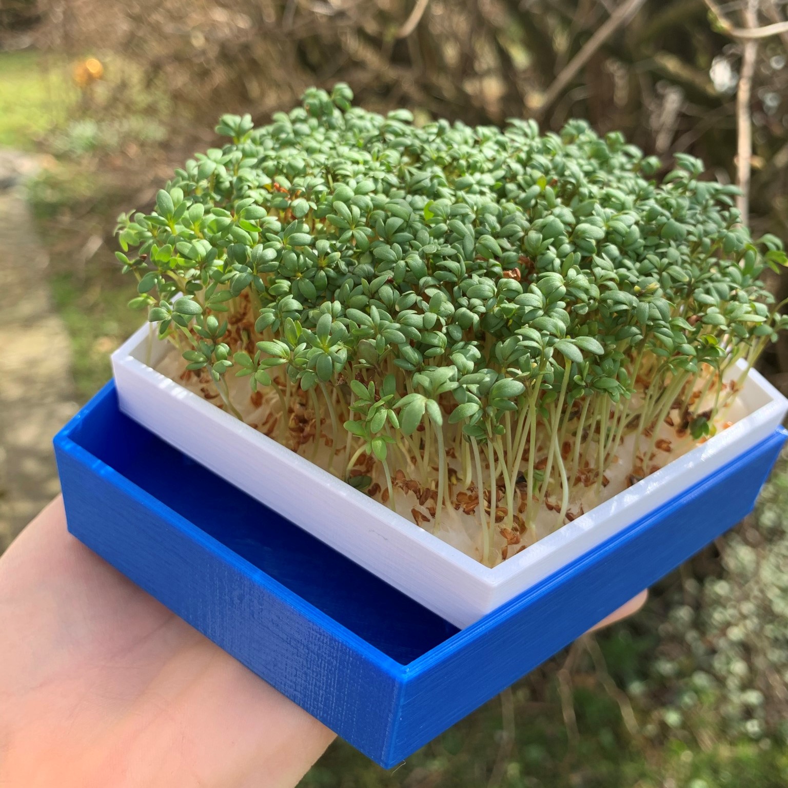 Self-watering cress planter