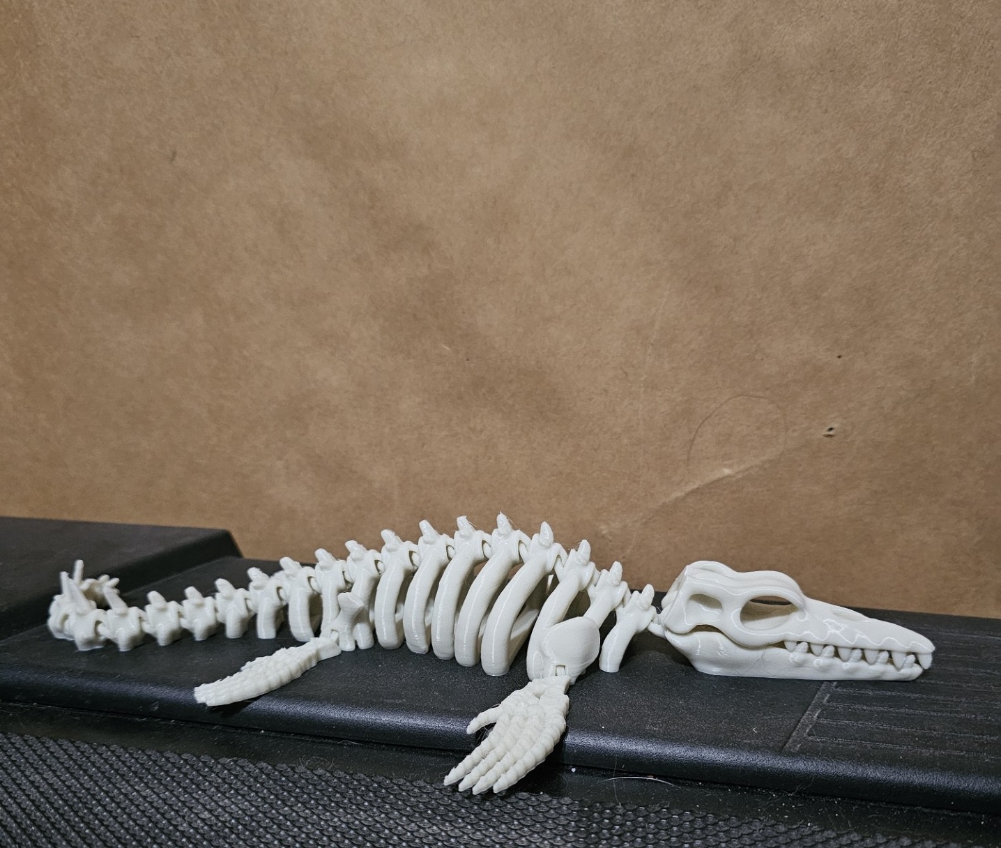 Articulated dinosaur skeleton 11