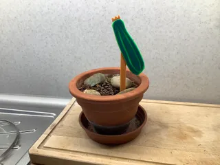 Zucchini tag (cuketa)