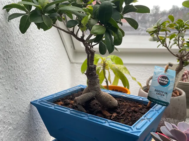 Bonsai pot