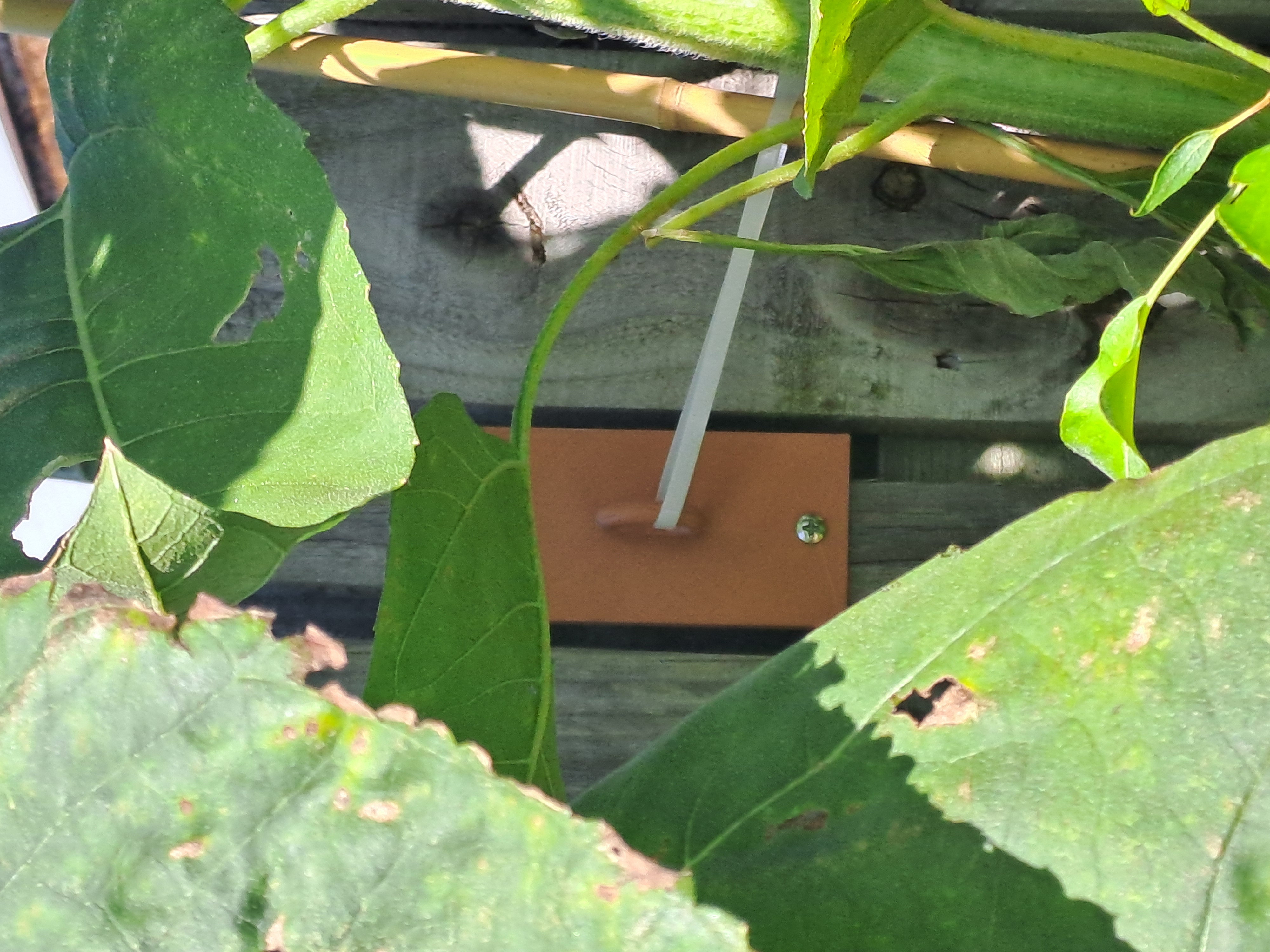 Plant/ Sunflower fence anchor