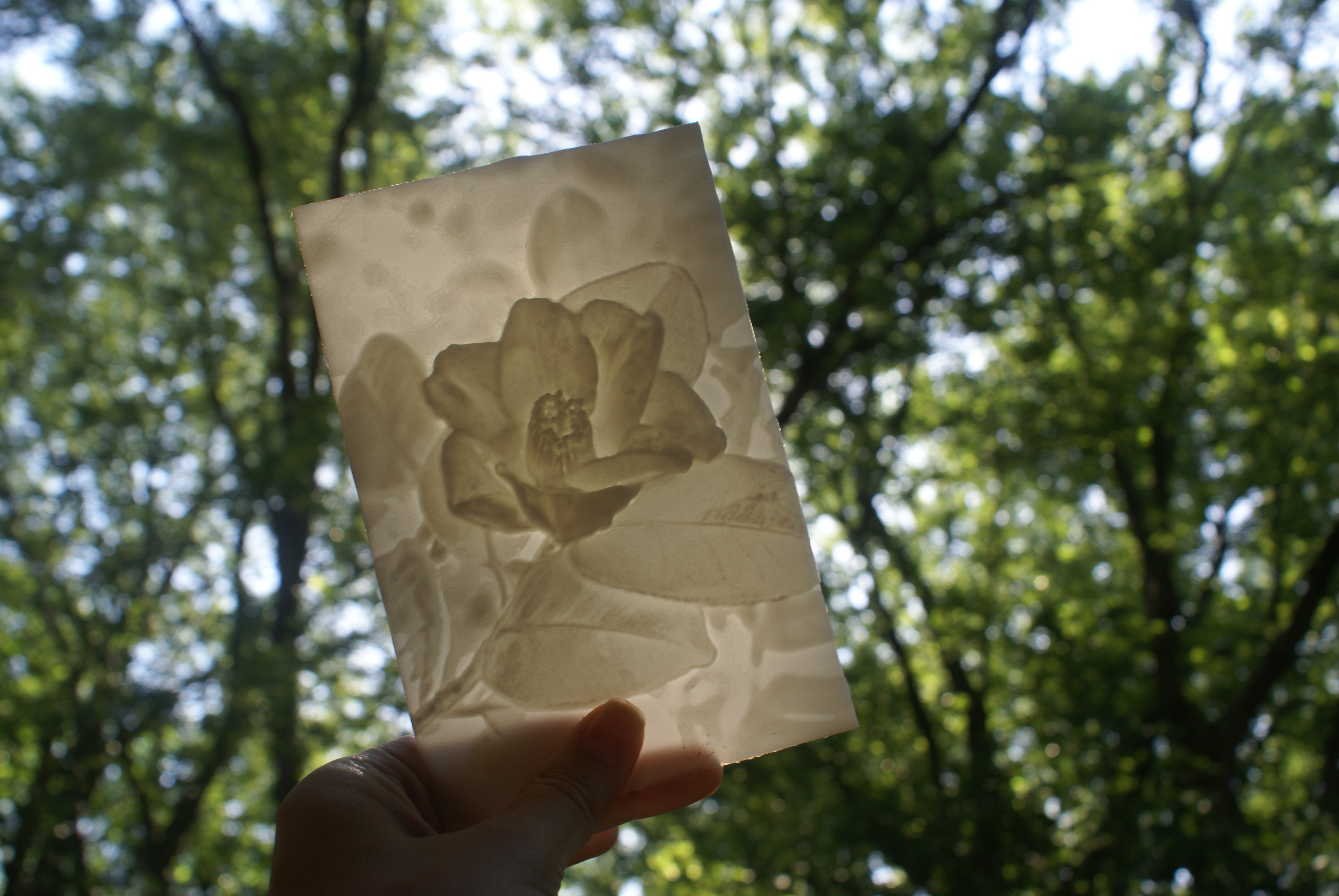 Camellia "More-Than-a-Lithophane" 3D model by Bethany Weeks
