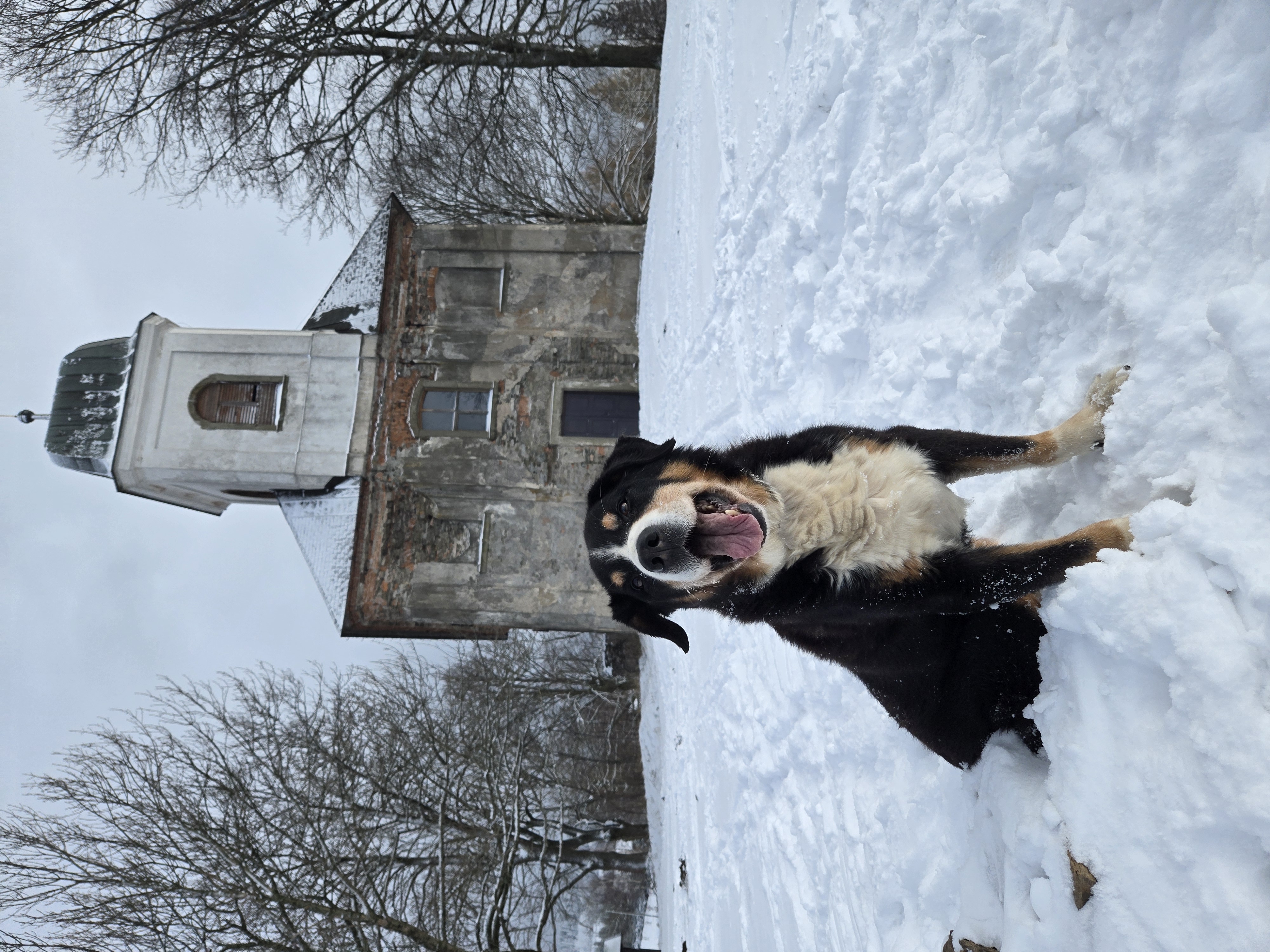 Appenzeller Sennenhund - Tripo AI  test
