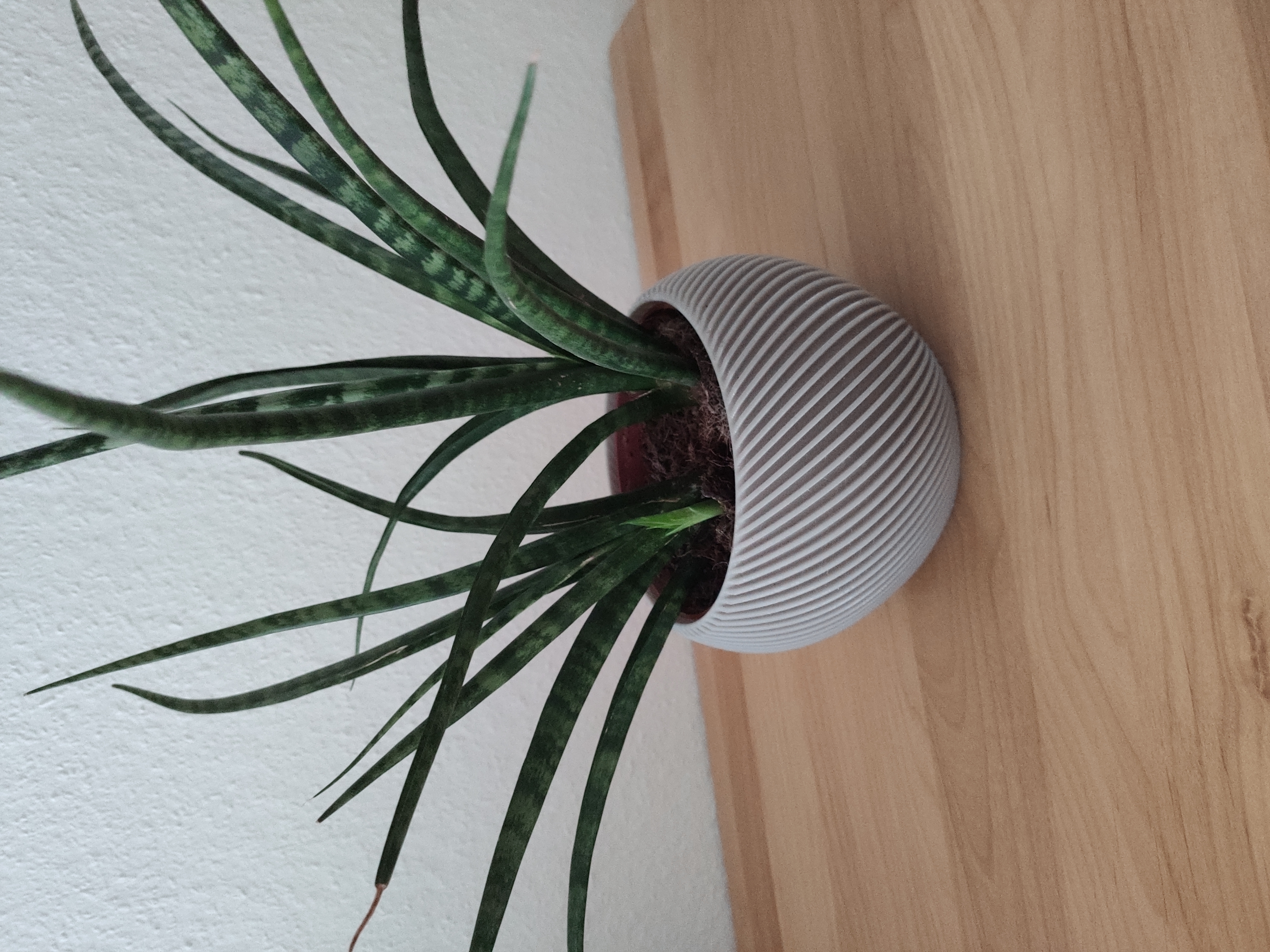 Flower Pot
