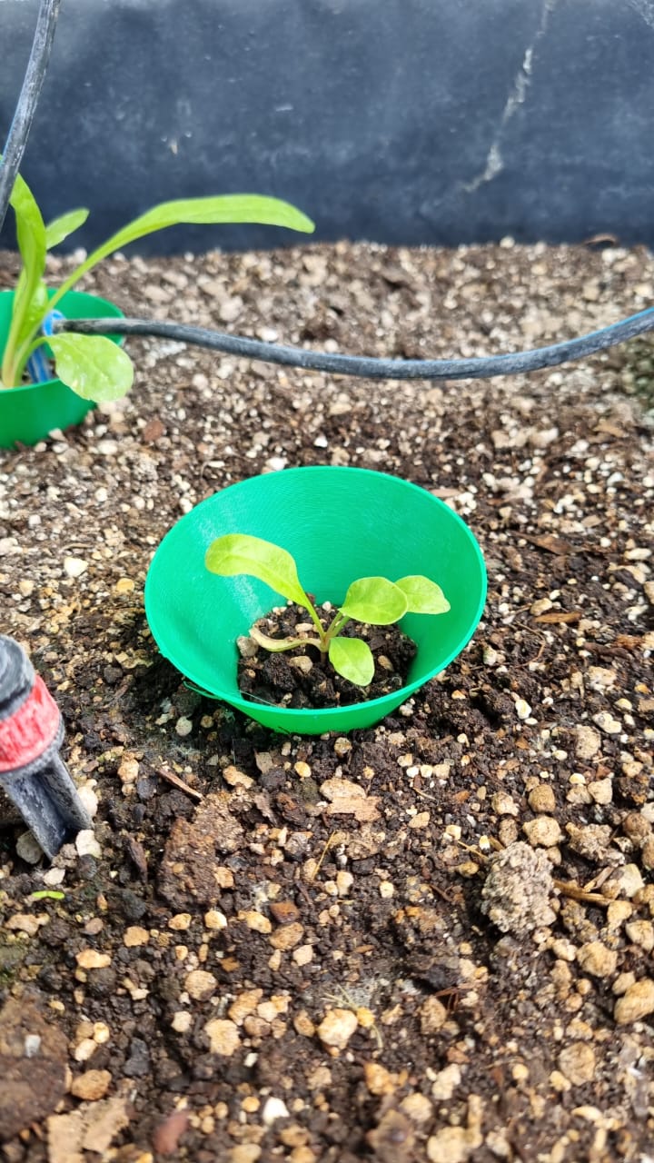 Seedlings bug protection — miniatura 2