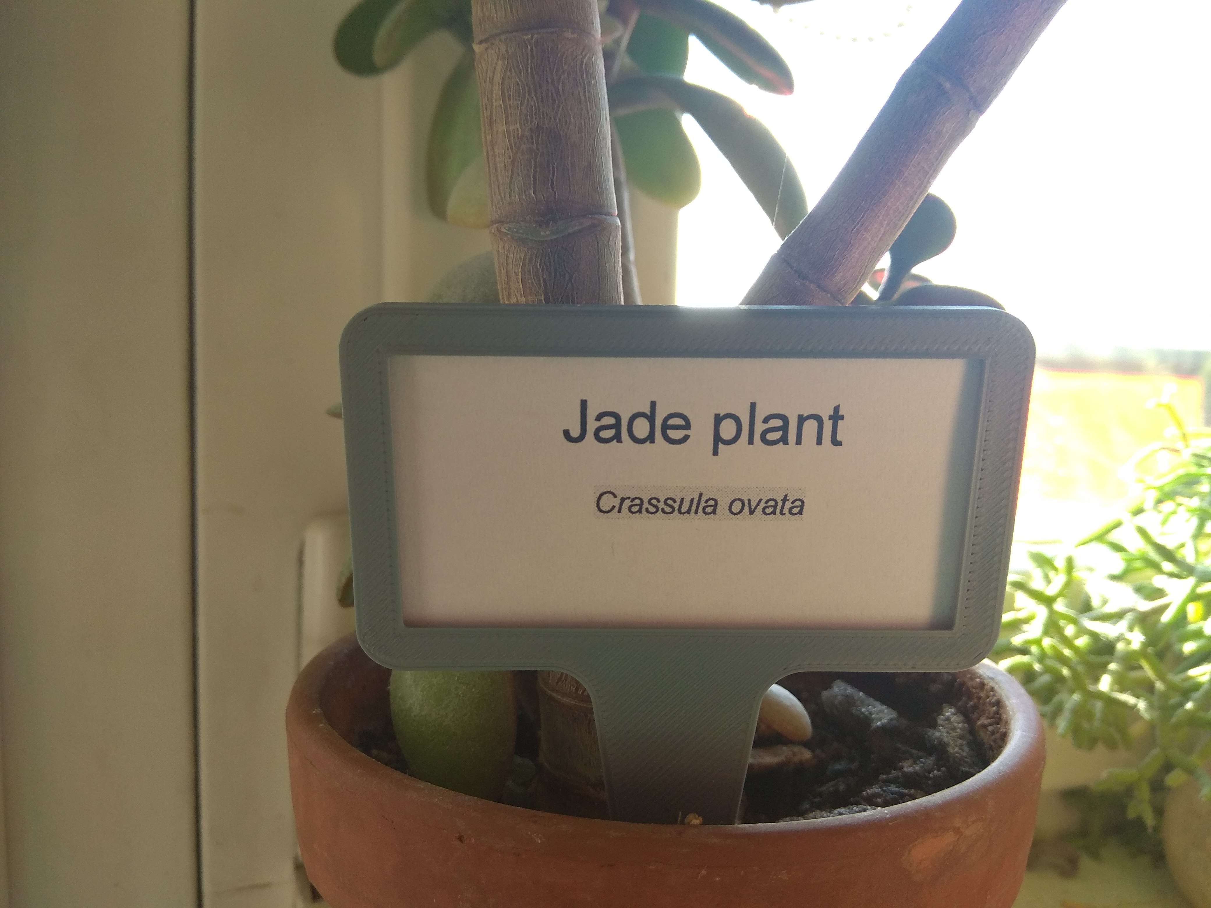 plant tag