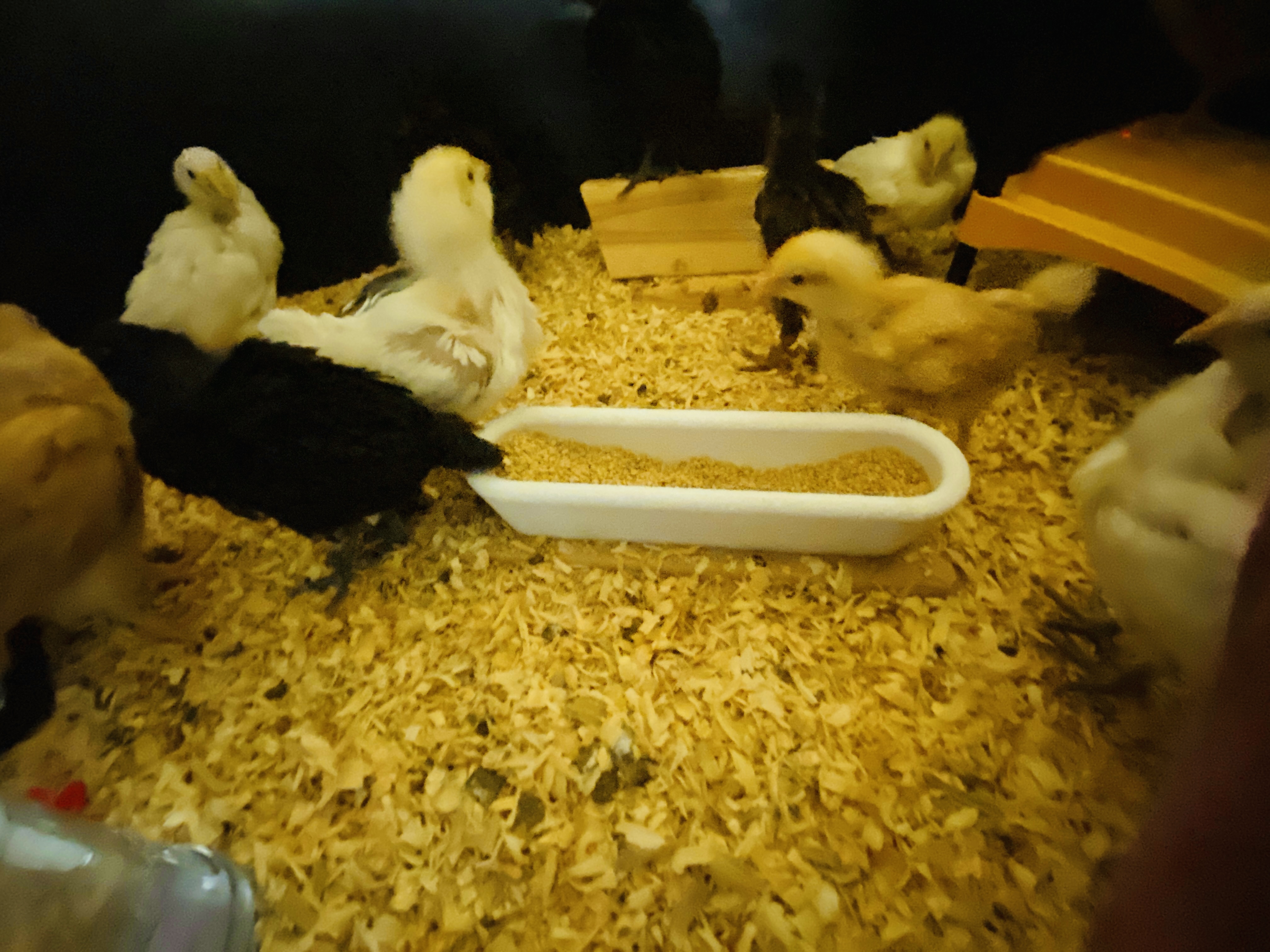 Trough feeder for chick brooder