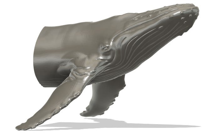 Miniatura 2 do modelo 3D Humpback Whale Mount
