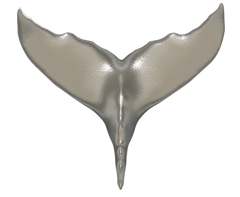 Miniatura 3 do modelo 3D Humpback Whale Mount
