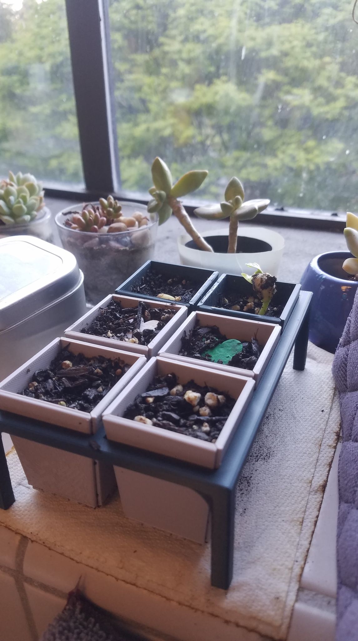 Seed Starter System - Reusable & Print-in-Place