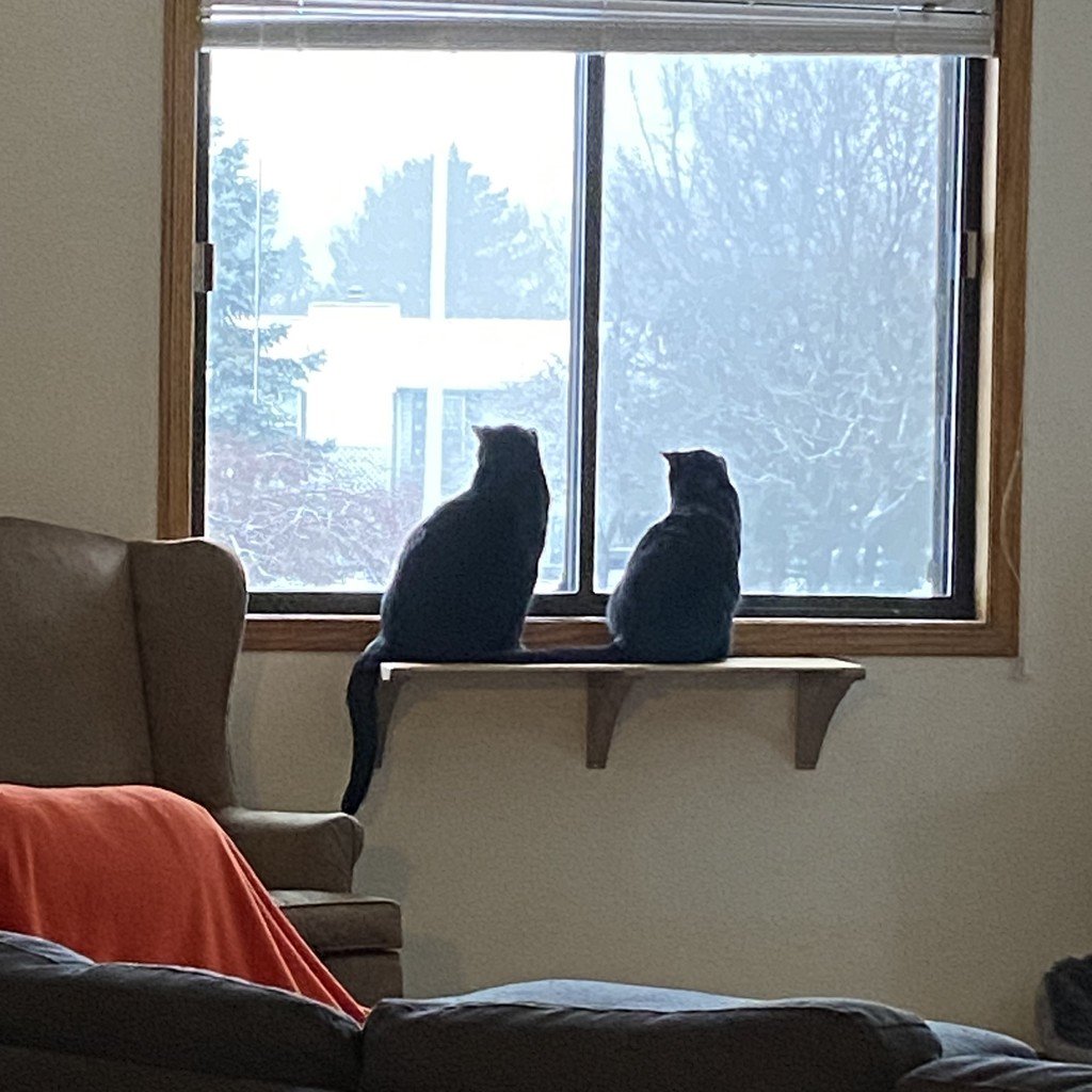 Cat Shelf