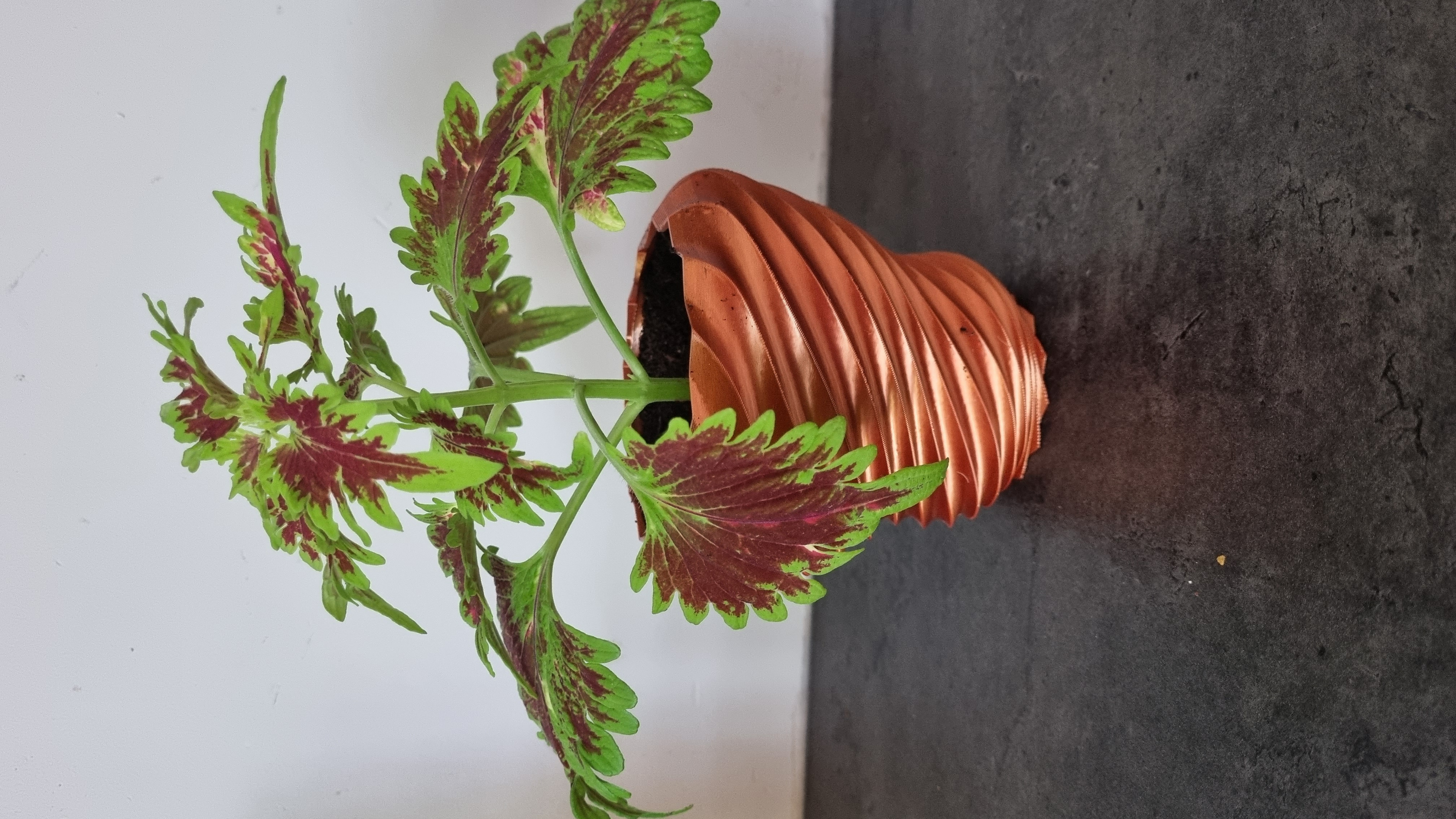 Spiral plantpot