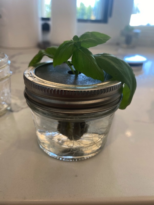 Mason Jar - Insert