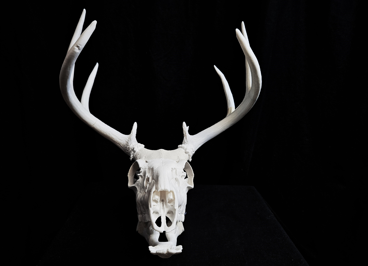 White-Tailed Deer Skull (Odocoileus Virginianus)