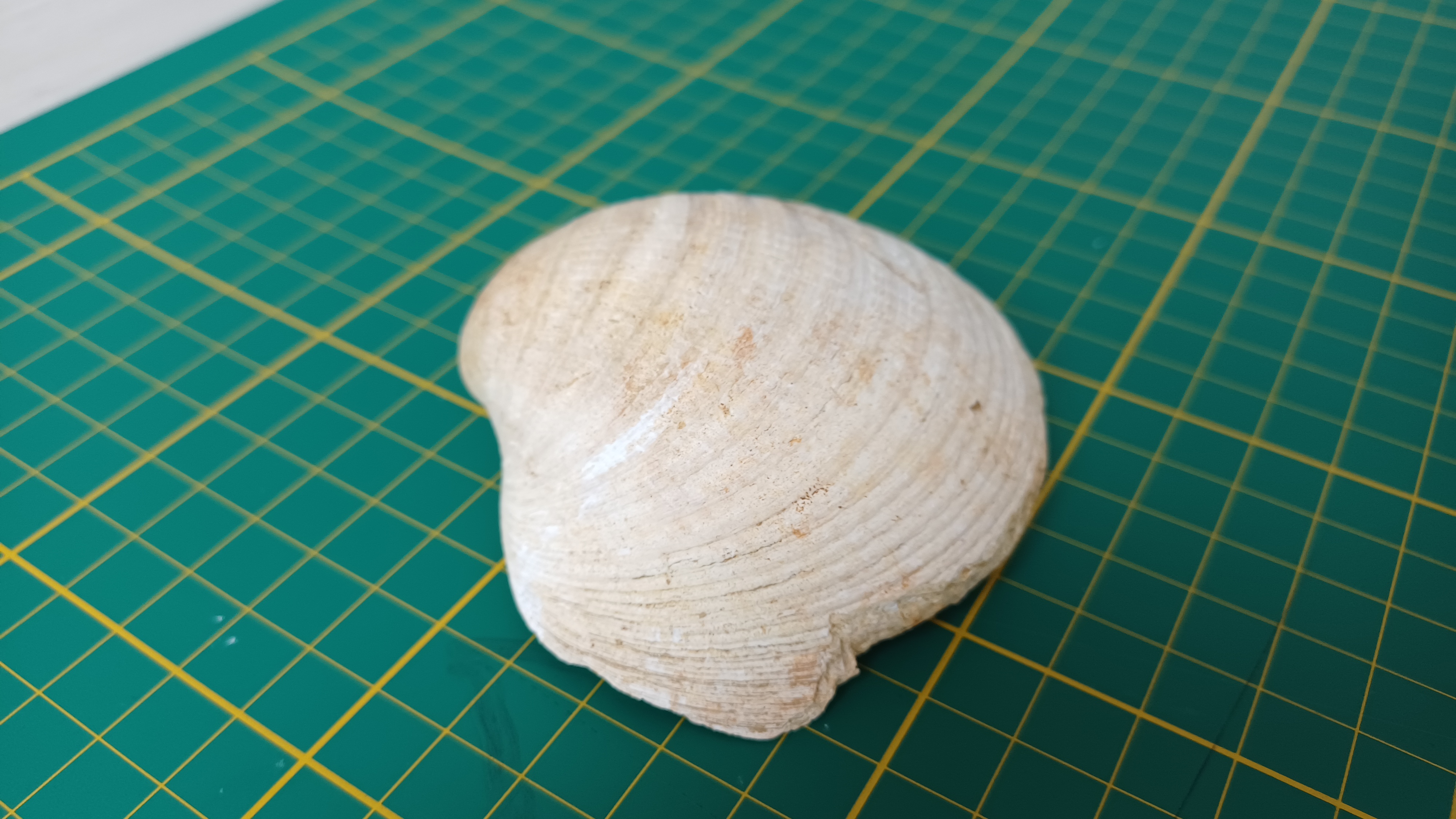 Fossil shell Glycymeris