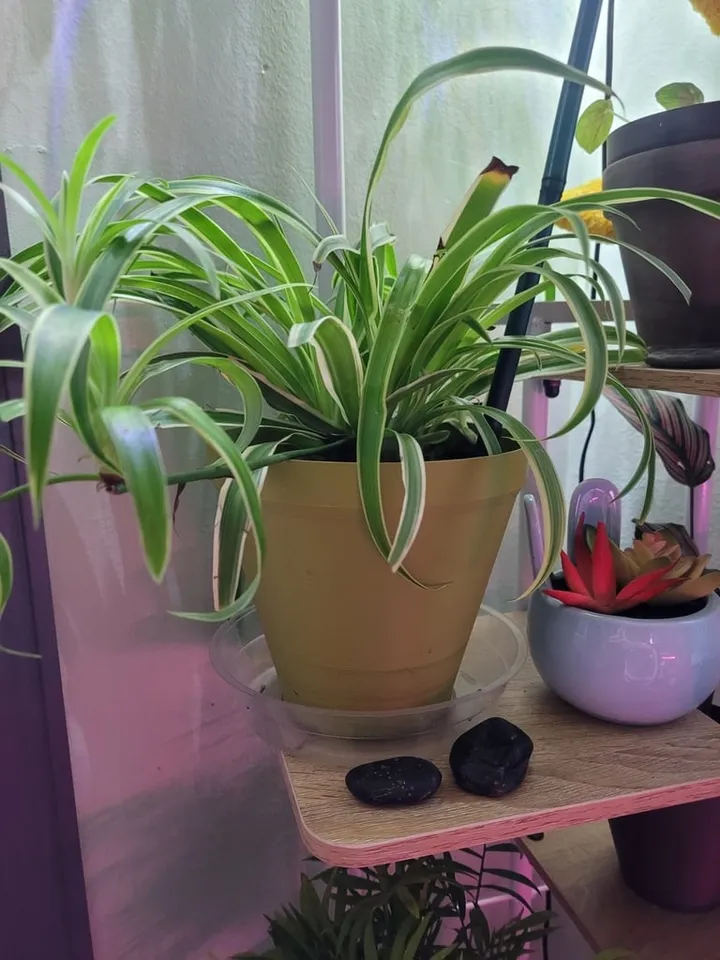 good plant food for indoor plants Indoor Starter Kit – Good Dirt main image 1