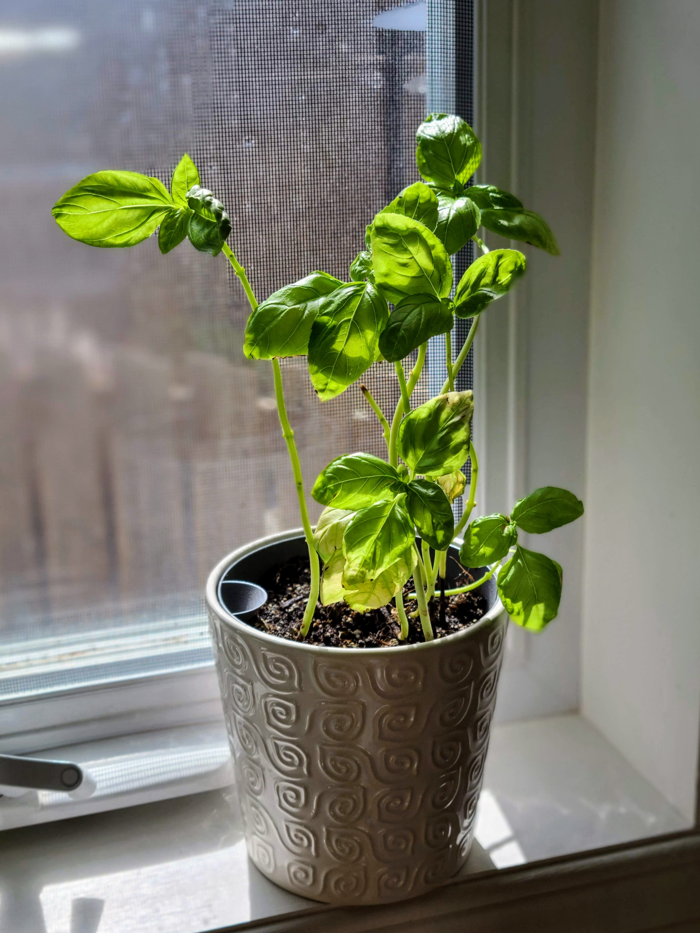 Customizable Self-Watering Planter Insert for round pots - Source included