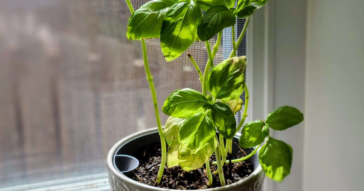 Customizable SelfWatering Planter Insert for round pots Source