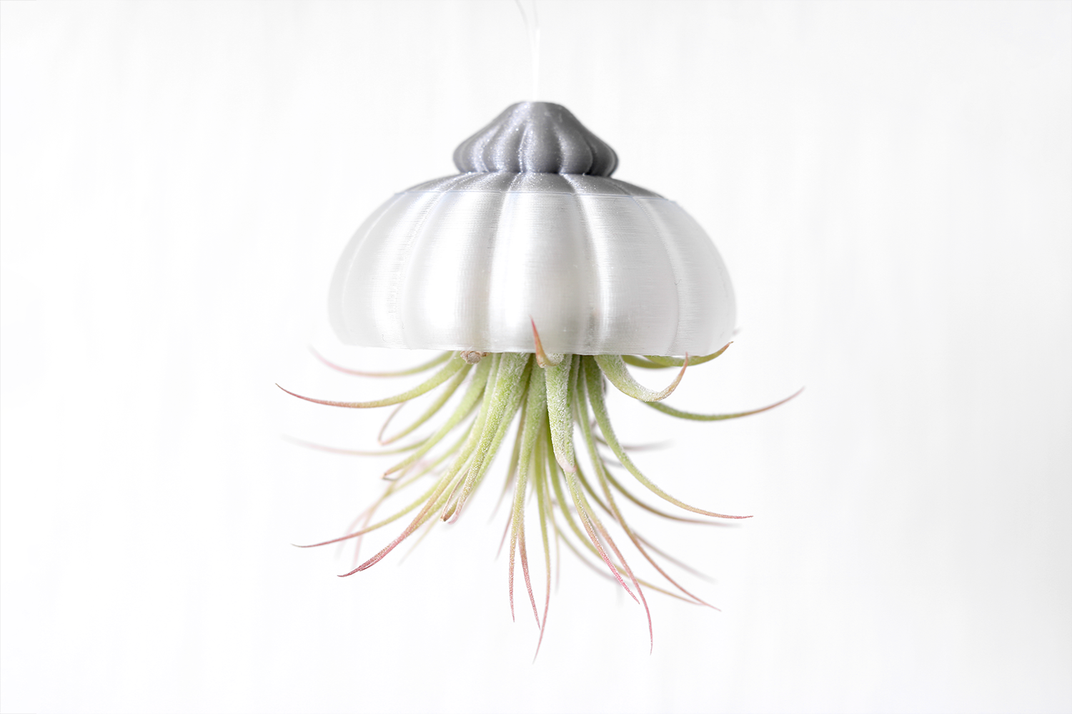 Jellyfish Air Plant (Tillandsia) Holder