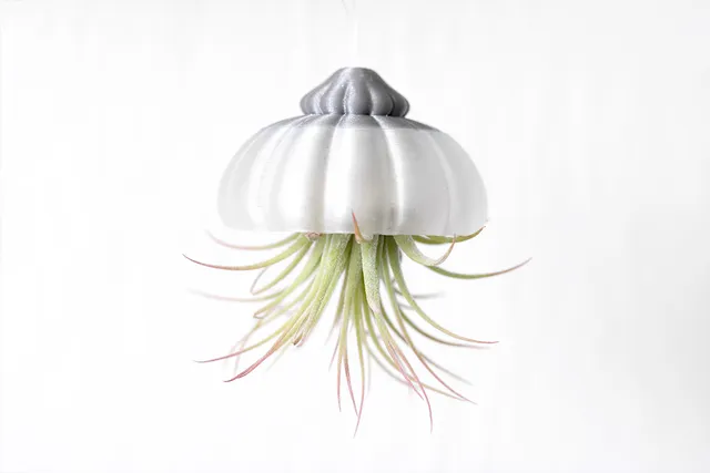 Jellyfish Air Plant (Tillandsia) Holder