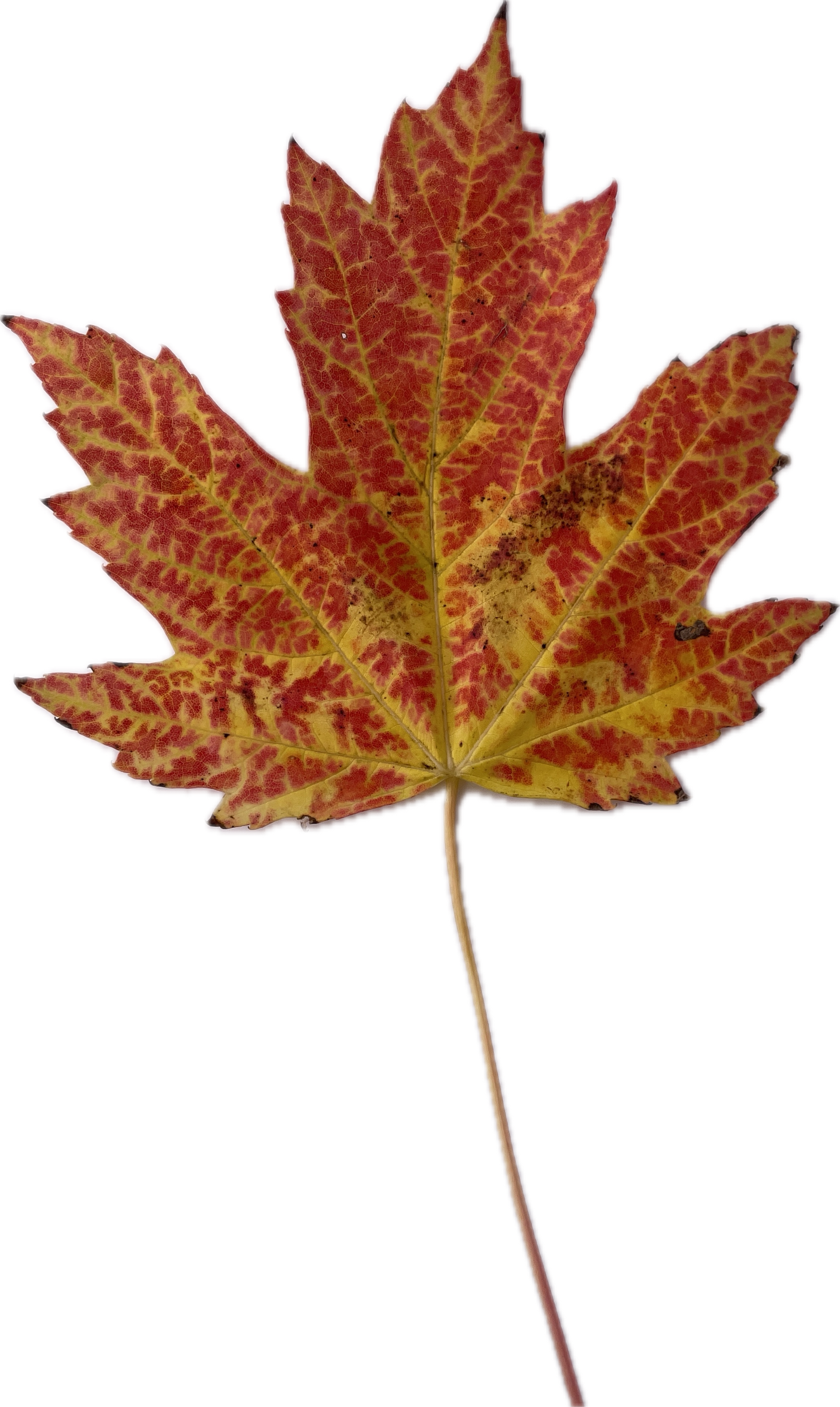 Miniatura 2 do modelo 3D Fall Maple Leaves - HueForge